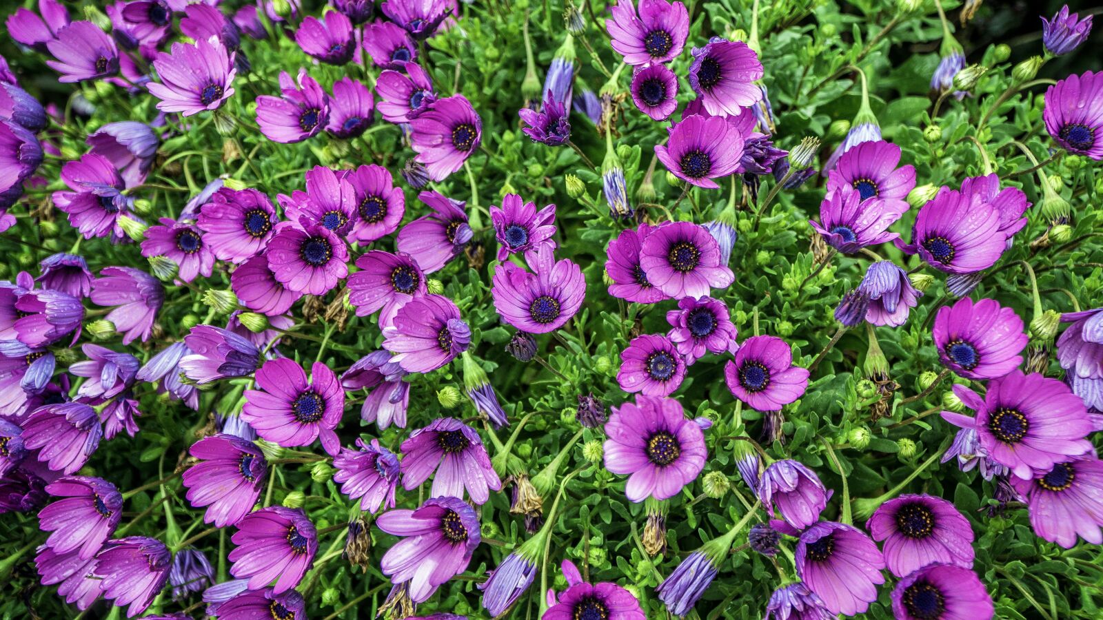 Sony a6000 + Sony E PZ 18-105mm F4 G OSS sample photo. Margaritas cape, flowers, osteospermum photography