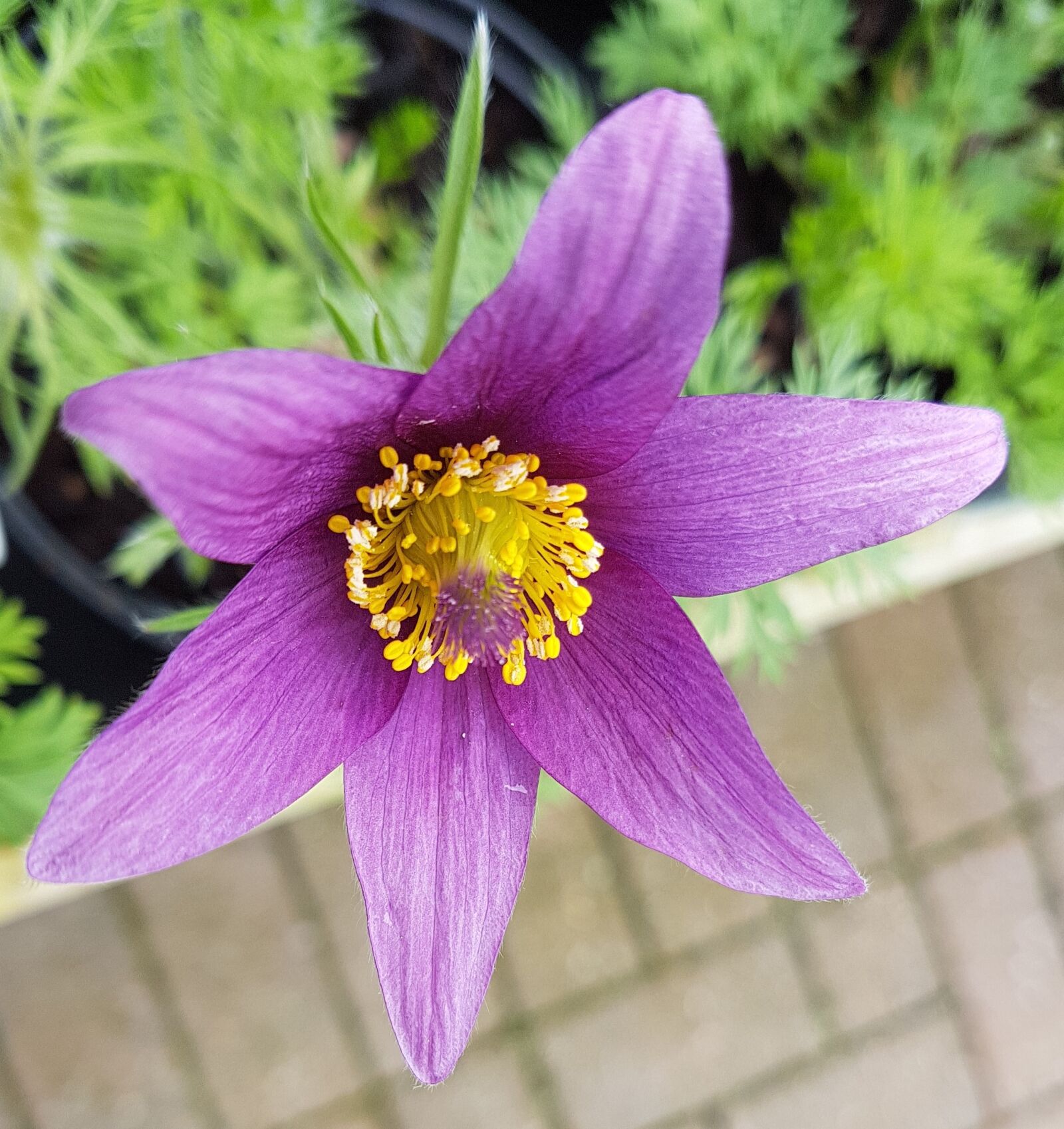 Samsung Galaxy S7 Edge sample photo. Flower, nature, flora photography