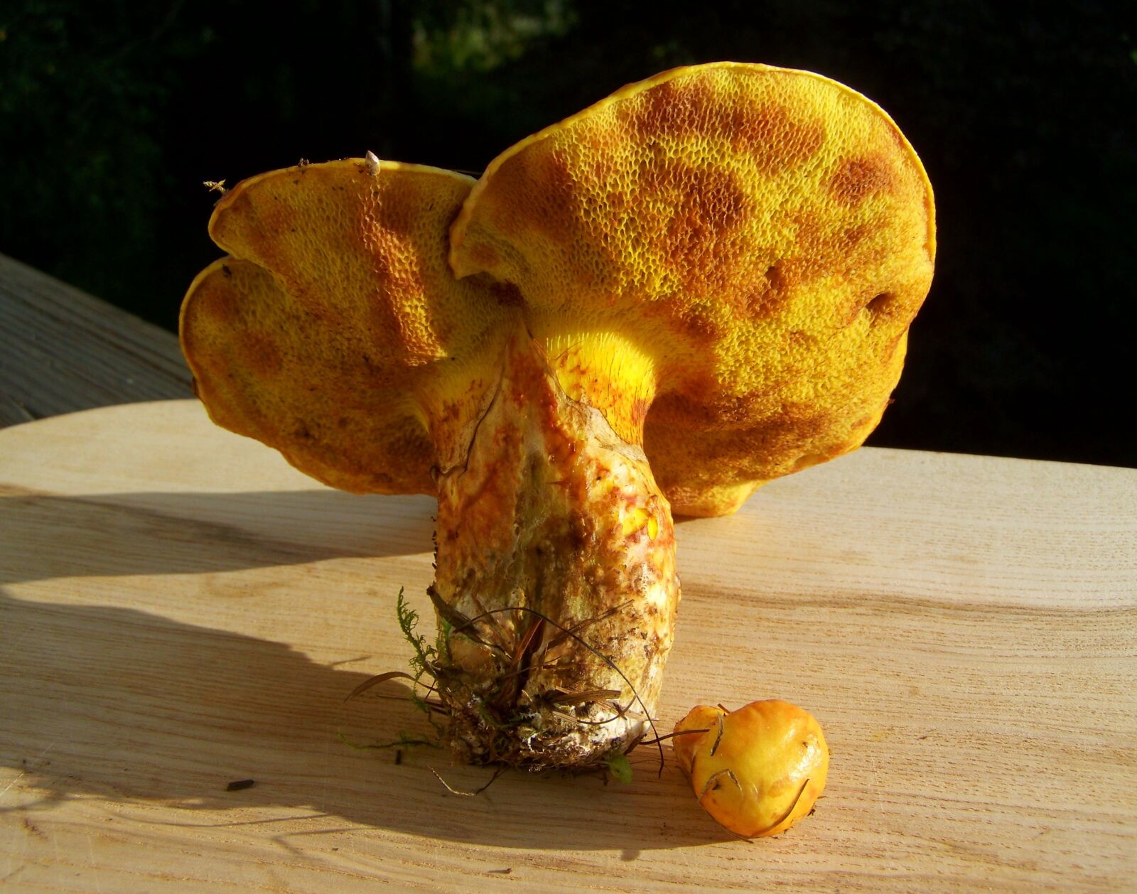 Kodak EASYSHARE ZD710 ZOOM DIGITAL CAMERA sample photo. Egg mushroom, yellow, edible photography