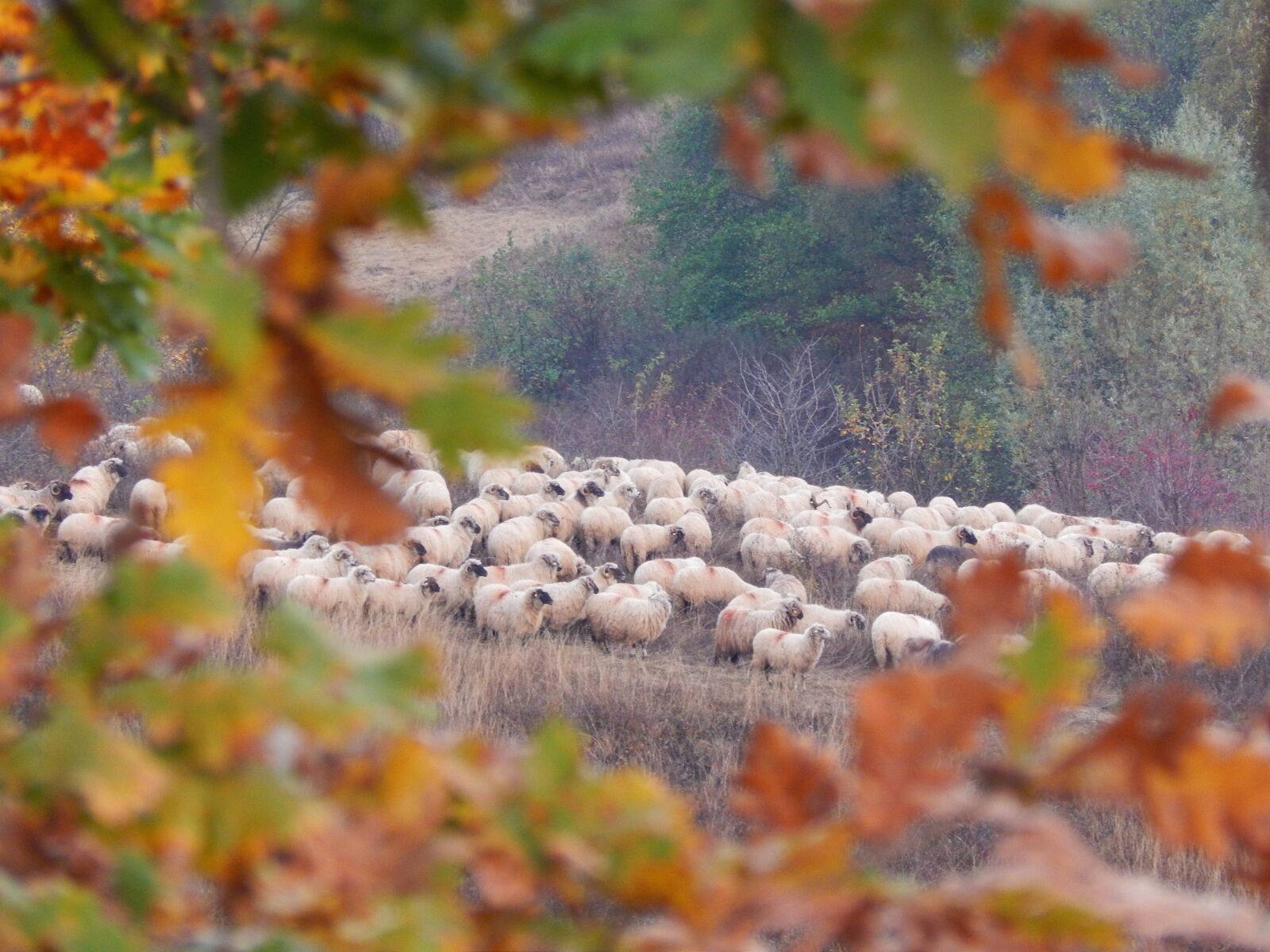 Nikon Coolpix L820 sample photo. Autumn, a herd of photography