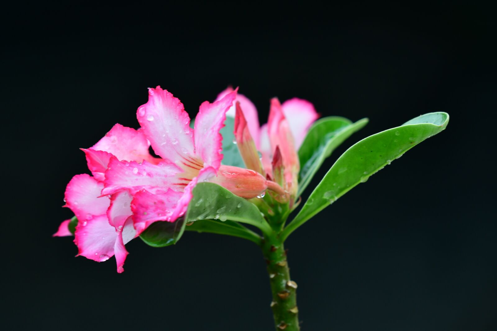 Nikon D500 sample photo. Adenium, pink flower, petals photography