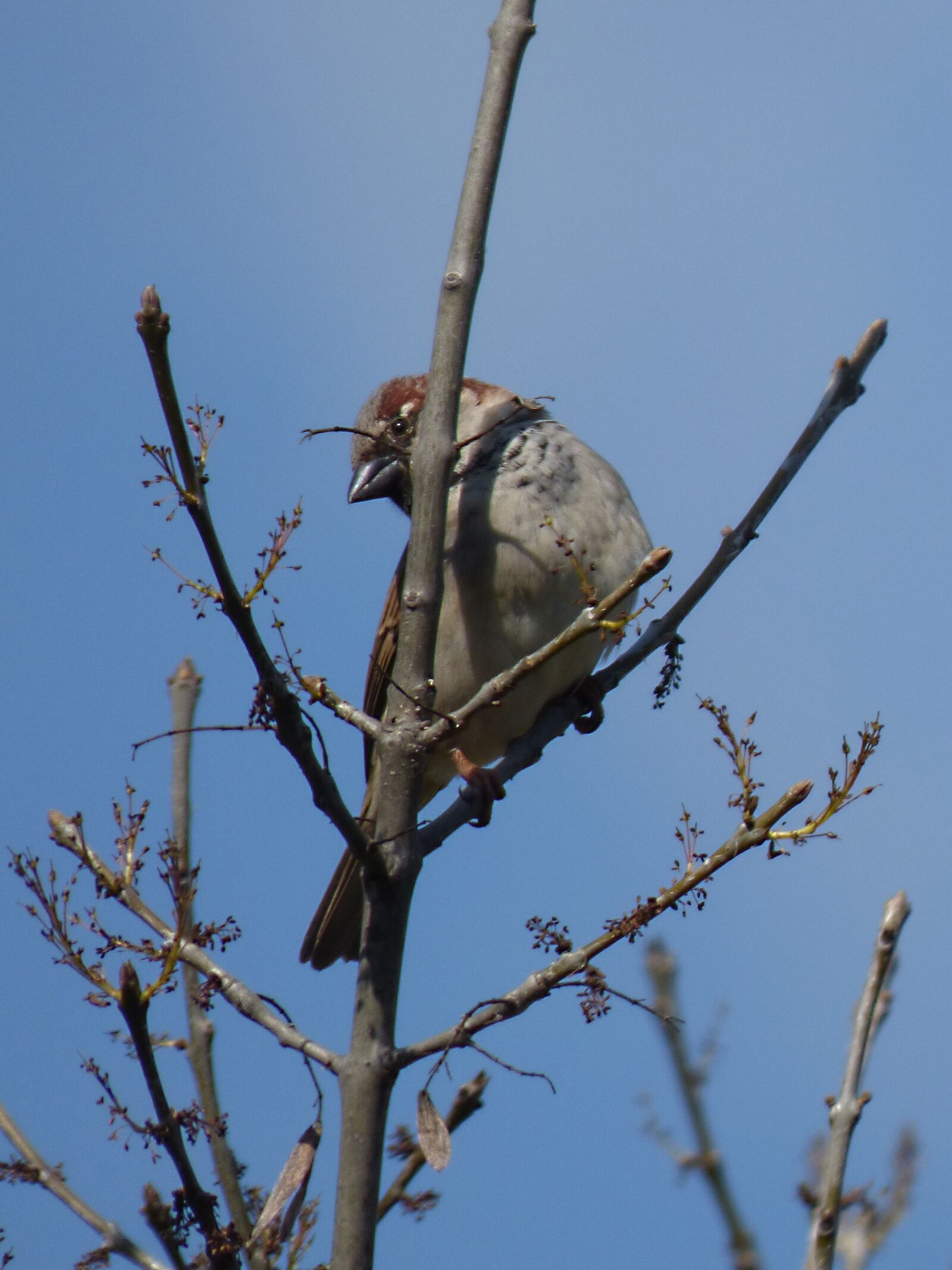 Panasonic Lumix DMC-FZ70 sample photo. Sparrow, branches, bird photography