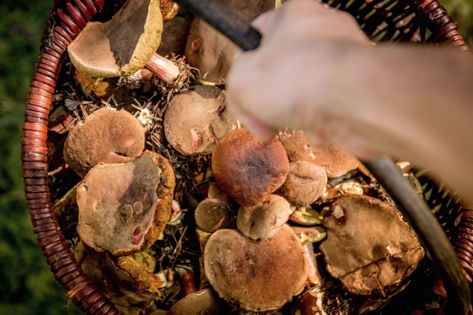 Canon EOS 70D sample photo. Basket, hand, mushroom, plant photography