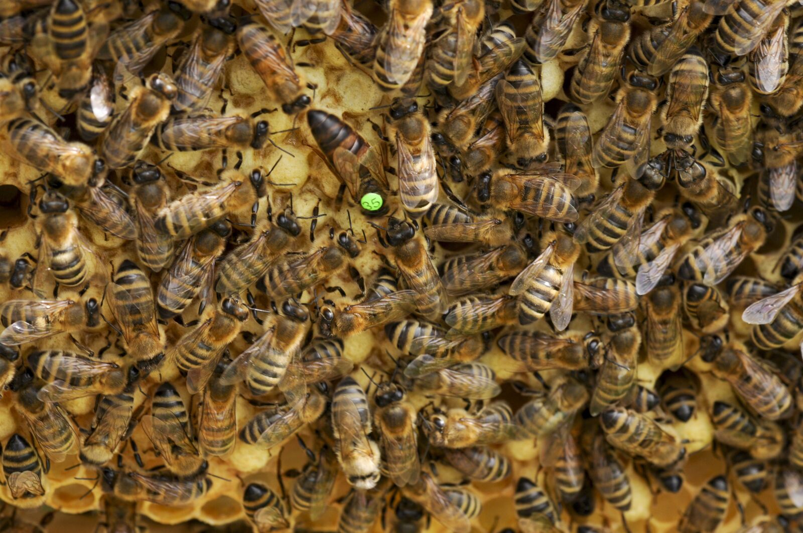 Nikon D90 sample photo. Bees, queen bee, beehive photography