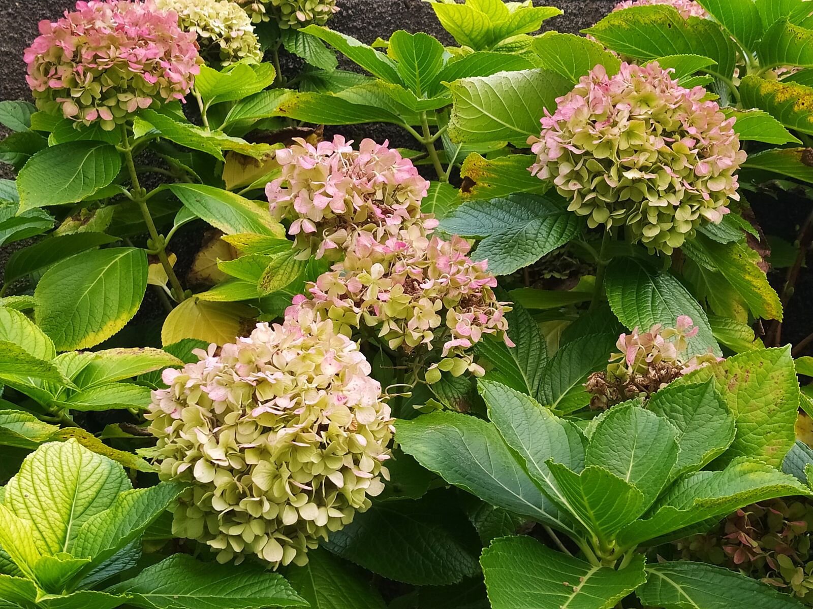 Xiaomi Redmi Note 8 sample photo. Hortences, flower, green photography