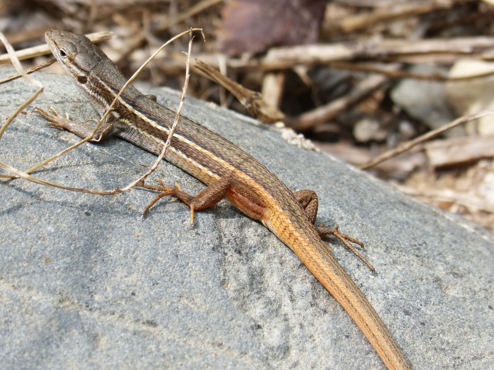 Panasonic DMC-FZ62 sample photo. Lizard, sargantana, sargantilla photography