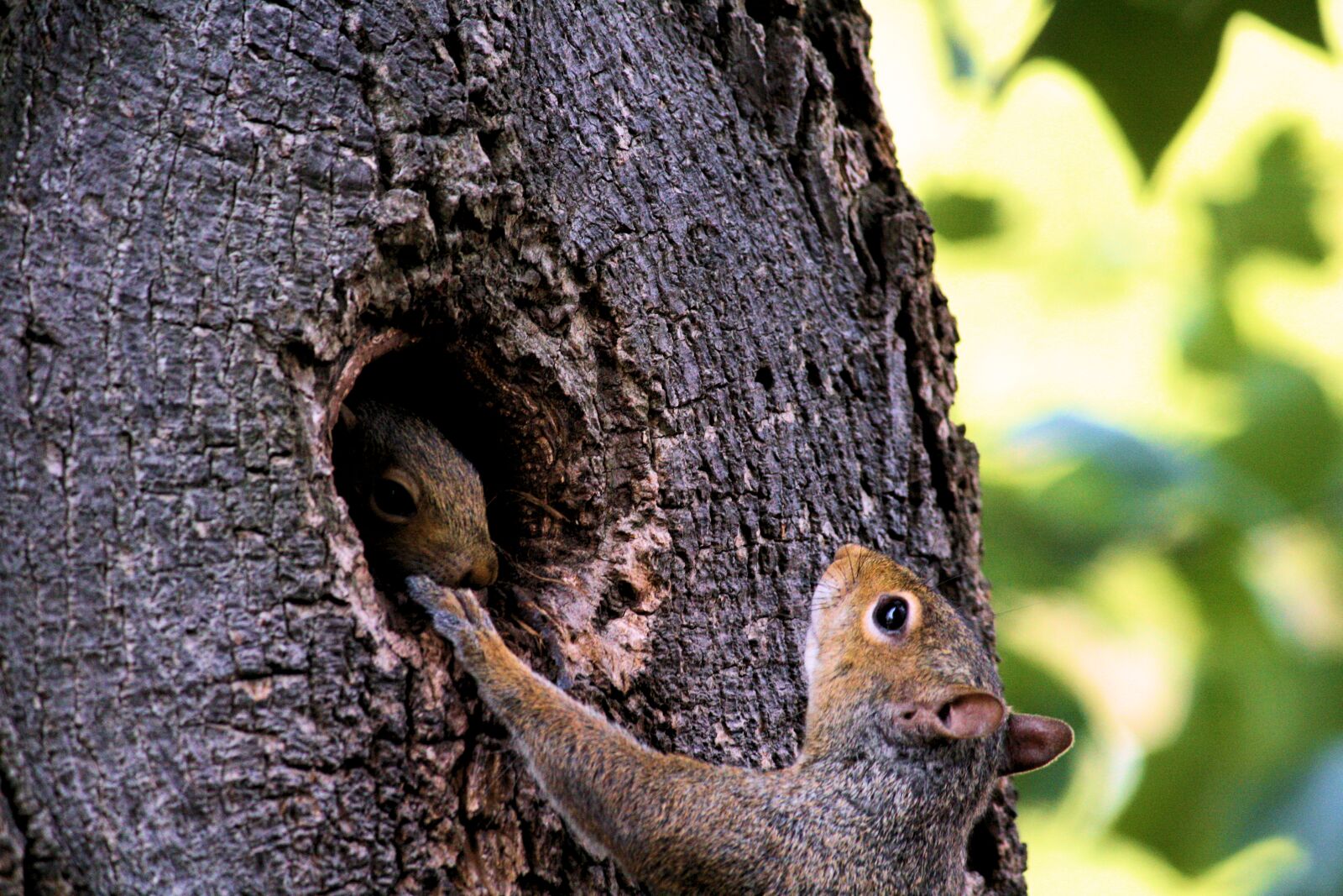 Canon EOS 1000D (EOS Digital Rebel XS / EOS Kiss F) sample photo. Animal, baby, cute, nature photography
