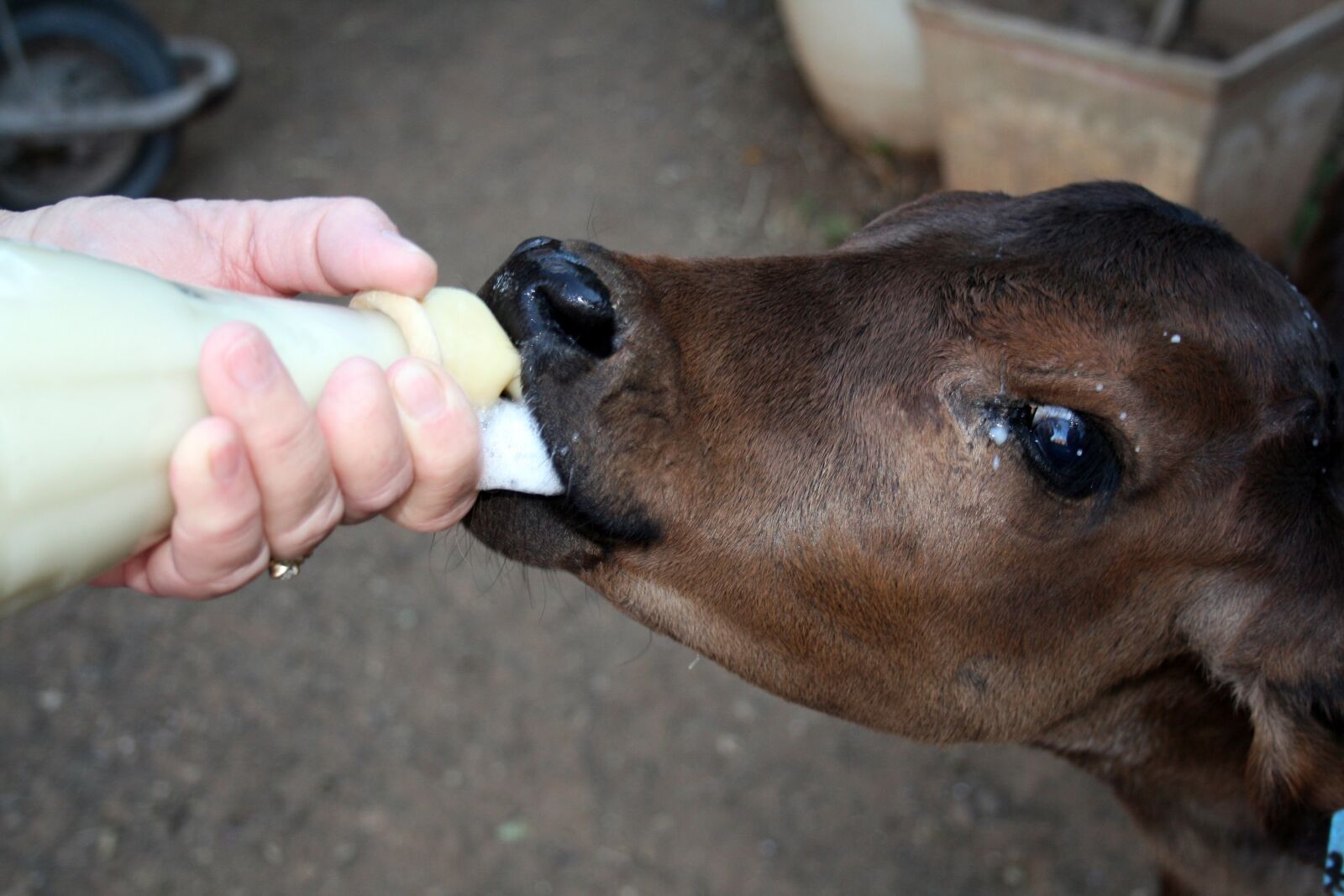 Canon EOS 400D (EOS Digital Rebel XTi / EOS Kiss Digital X) sample photo. Calf, hand rear, bottle photography