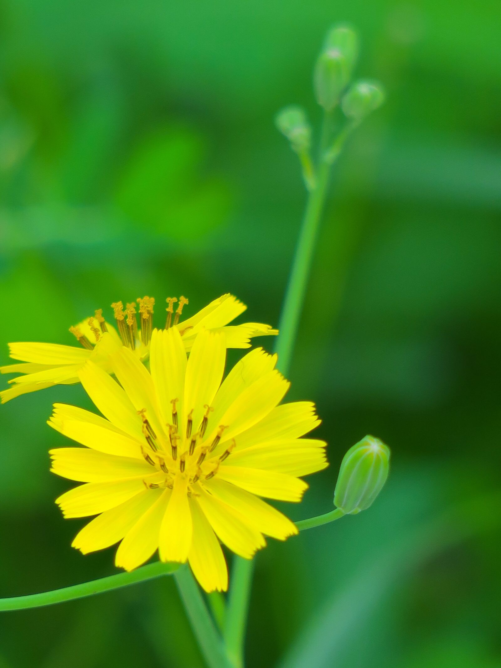Canon PowerShot G3 X sample photo. Nature, plant, flower photography
