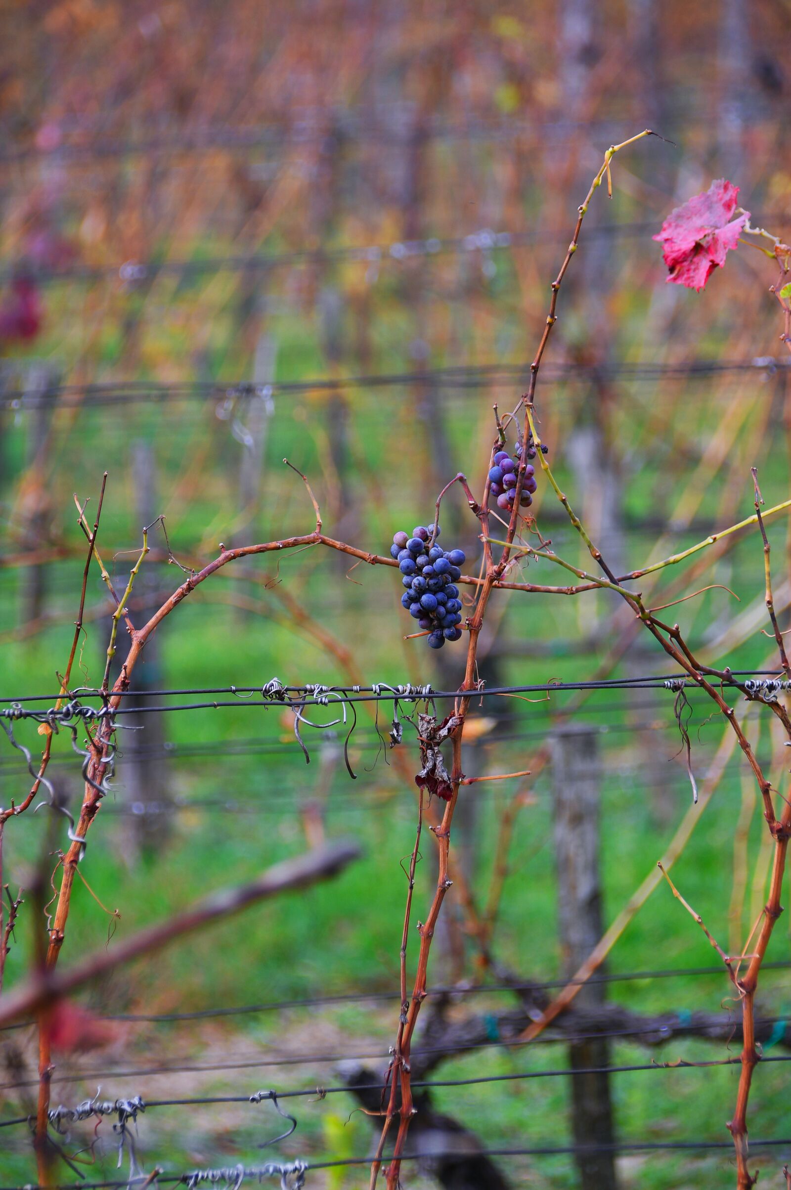 Nikon D3200 sample photo. Autumn, autumn landscape, autumn photography