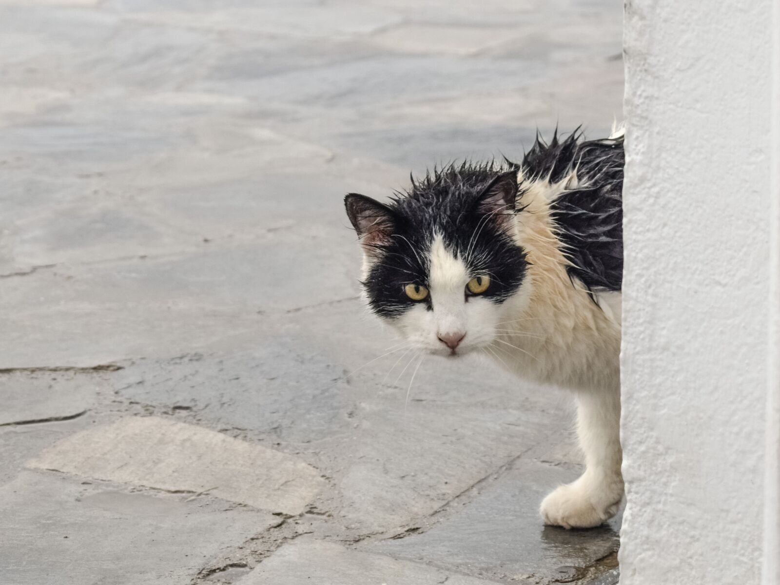 Nikon D3300 sample photo. Cat, stray, wet photography