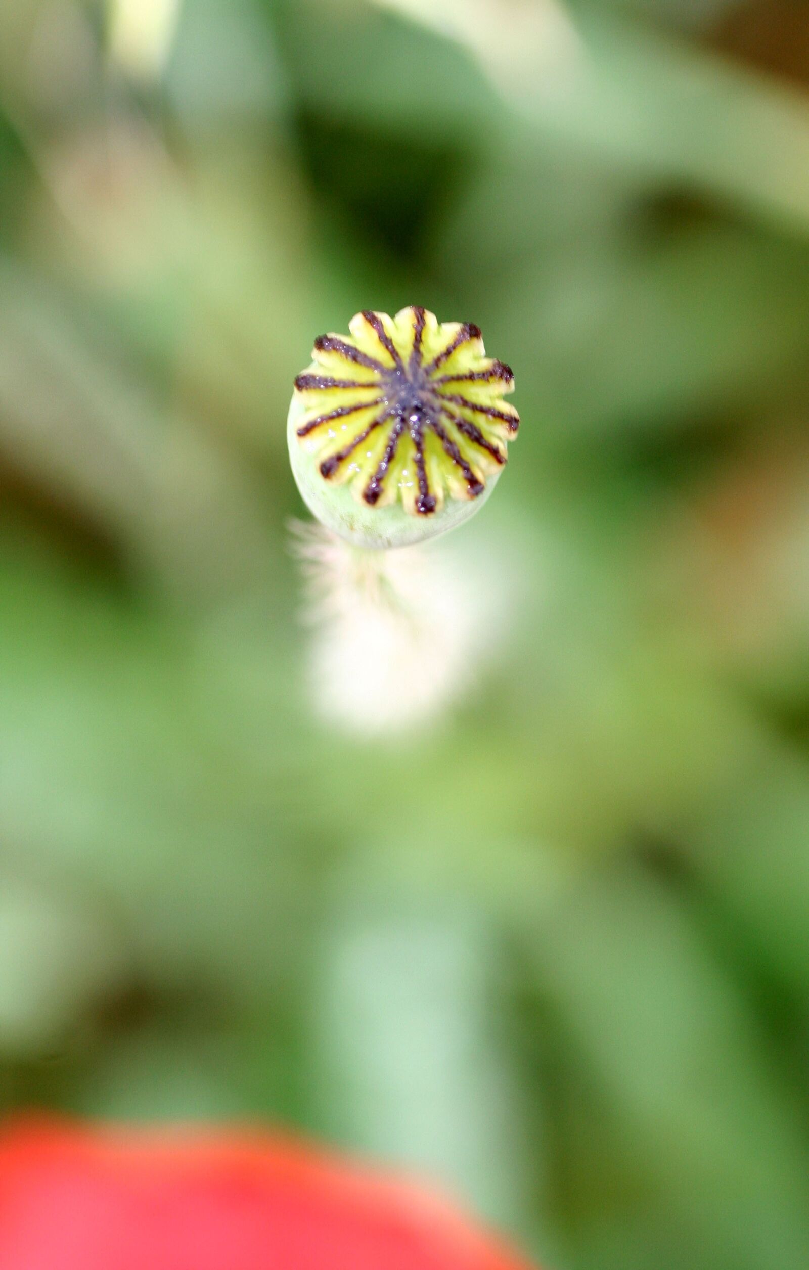 Canon EOS 350D (EOS Digital Rebel XT / EOS Kiss Digital N) sample photo. Flower, poppy, pistil photography