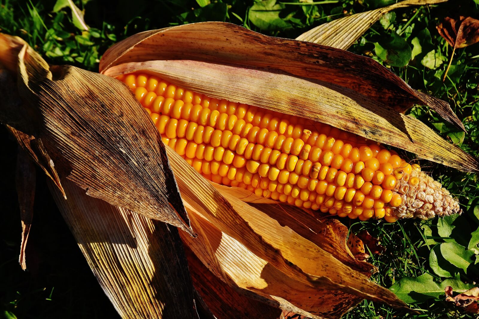 Nikon D7200 sample photo. Corn, vegetables, food photography