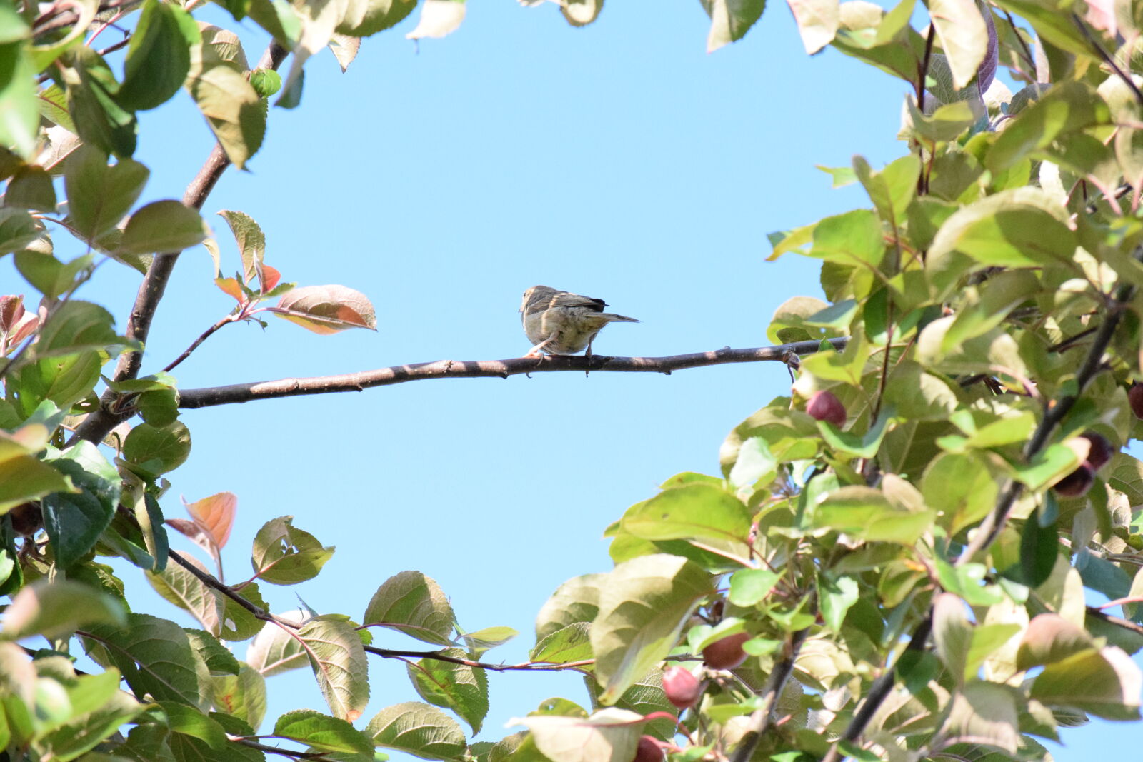 Nikon D3300 sample photo
