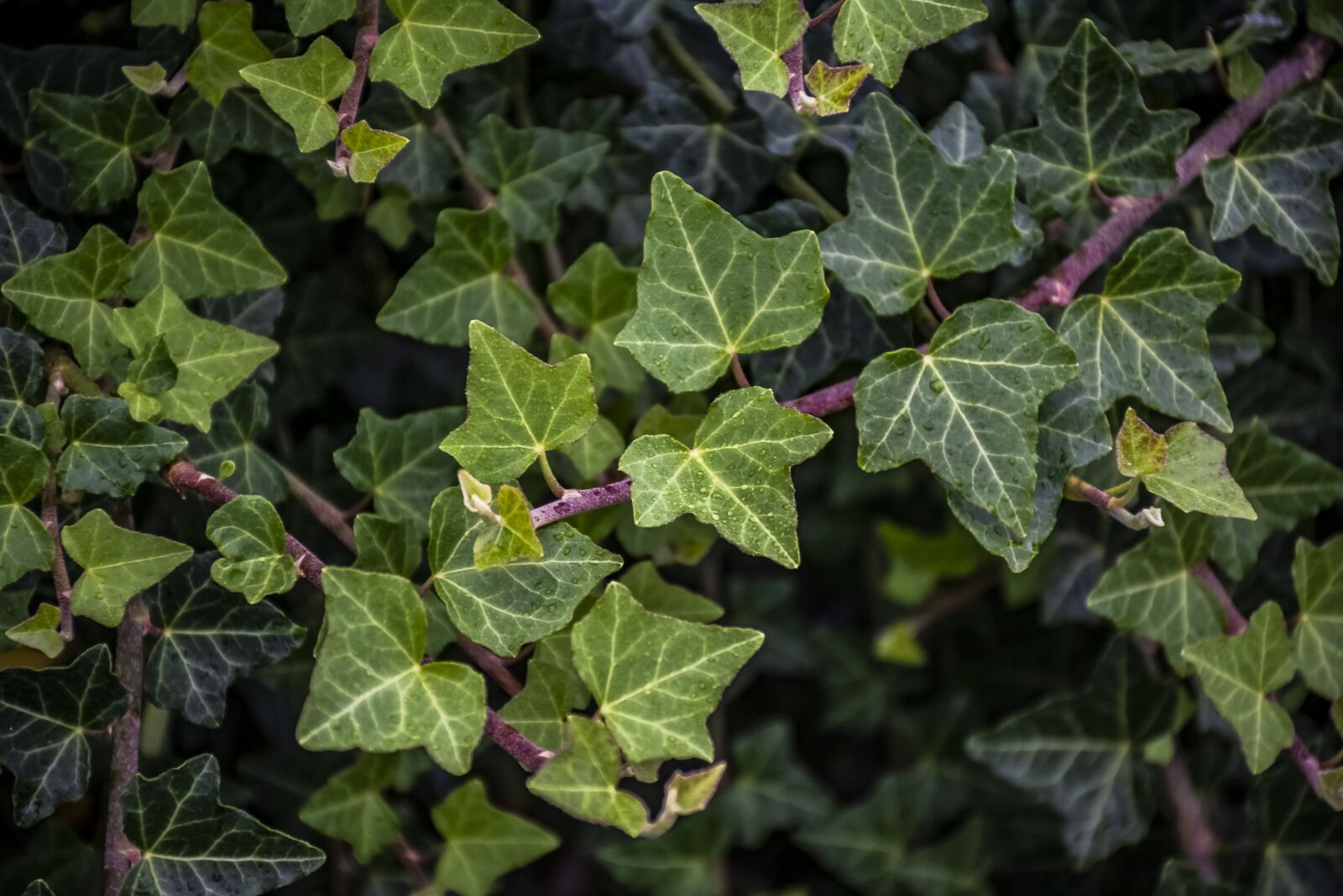 Nikon D7100 sample photo. Leaves, plants, nature photography
