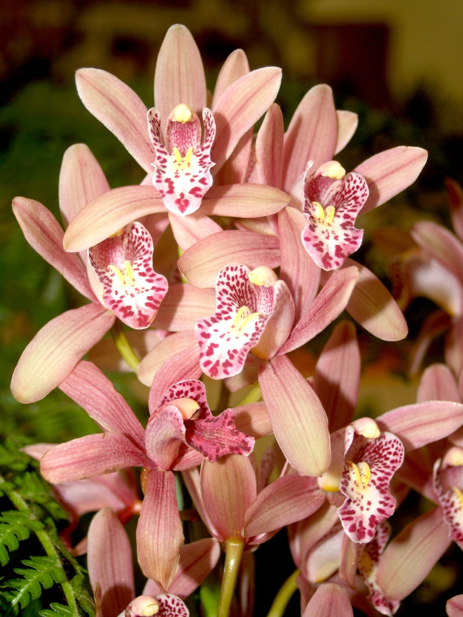 Olympus E-300 (EVOLT E-300) sample photo. Orchid, flower, bright photography