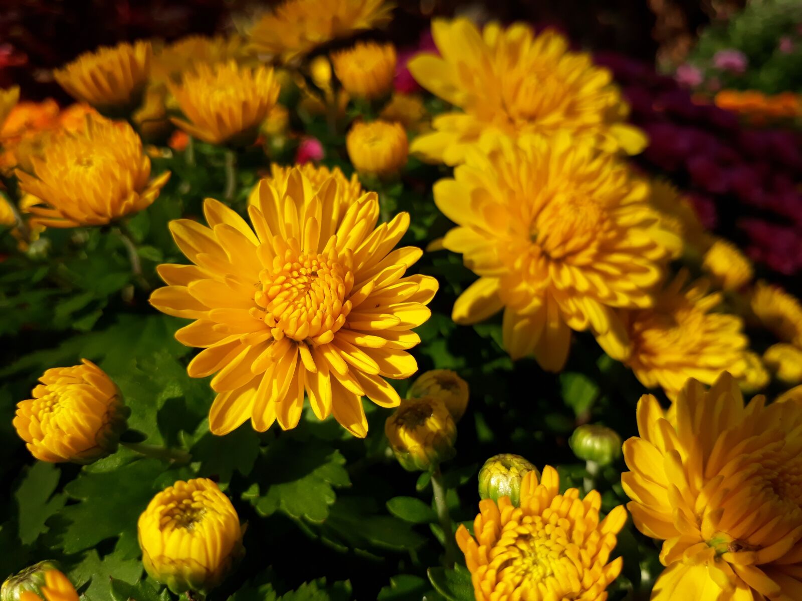 Samsung Galaxy On7(2016) sample photo. Chrysanthemum, flowers, plants photography