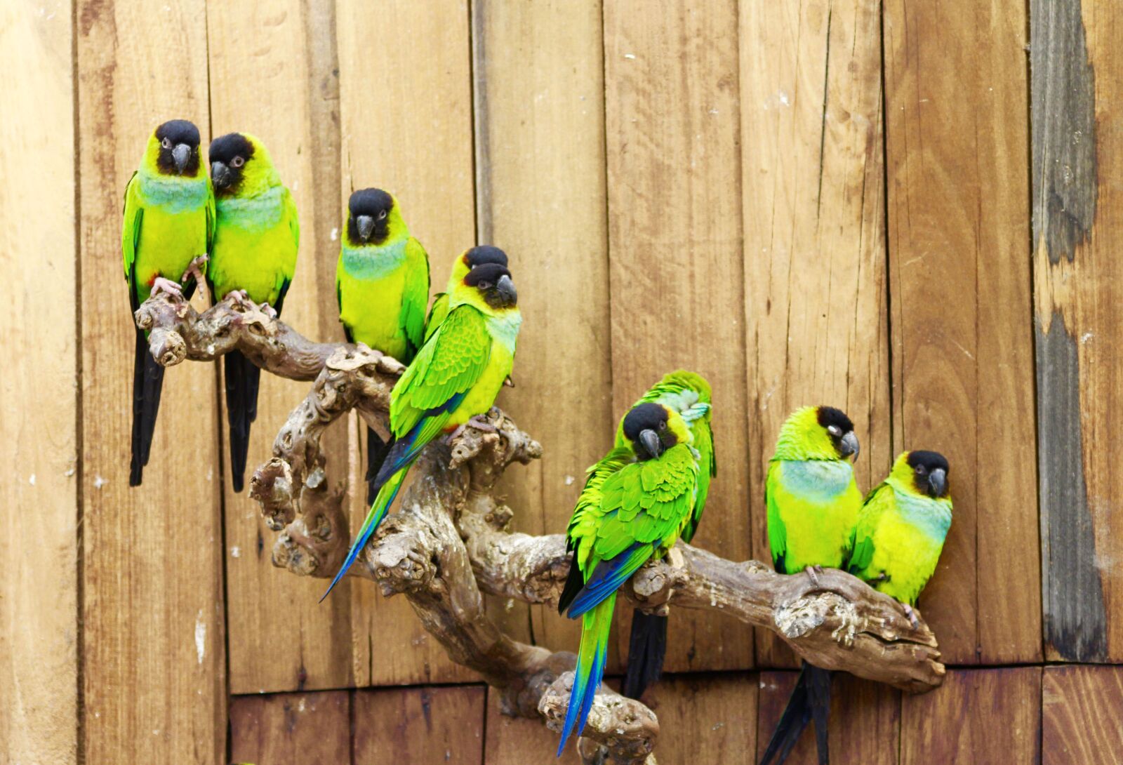 Canon EOS 700D (EOS Rebel T5i / EOS Kiss X7i) sample photo. Birds, green, parrot photography