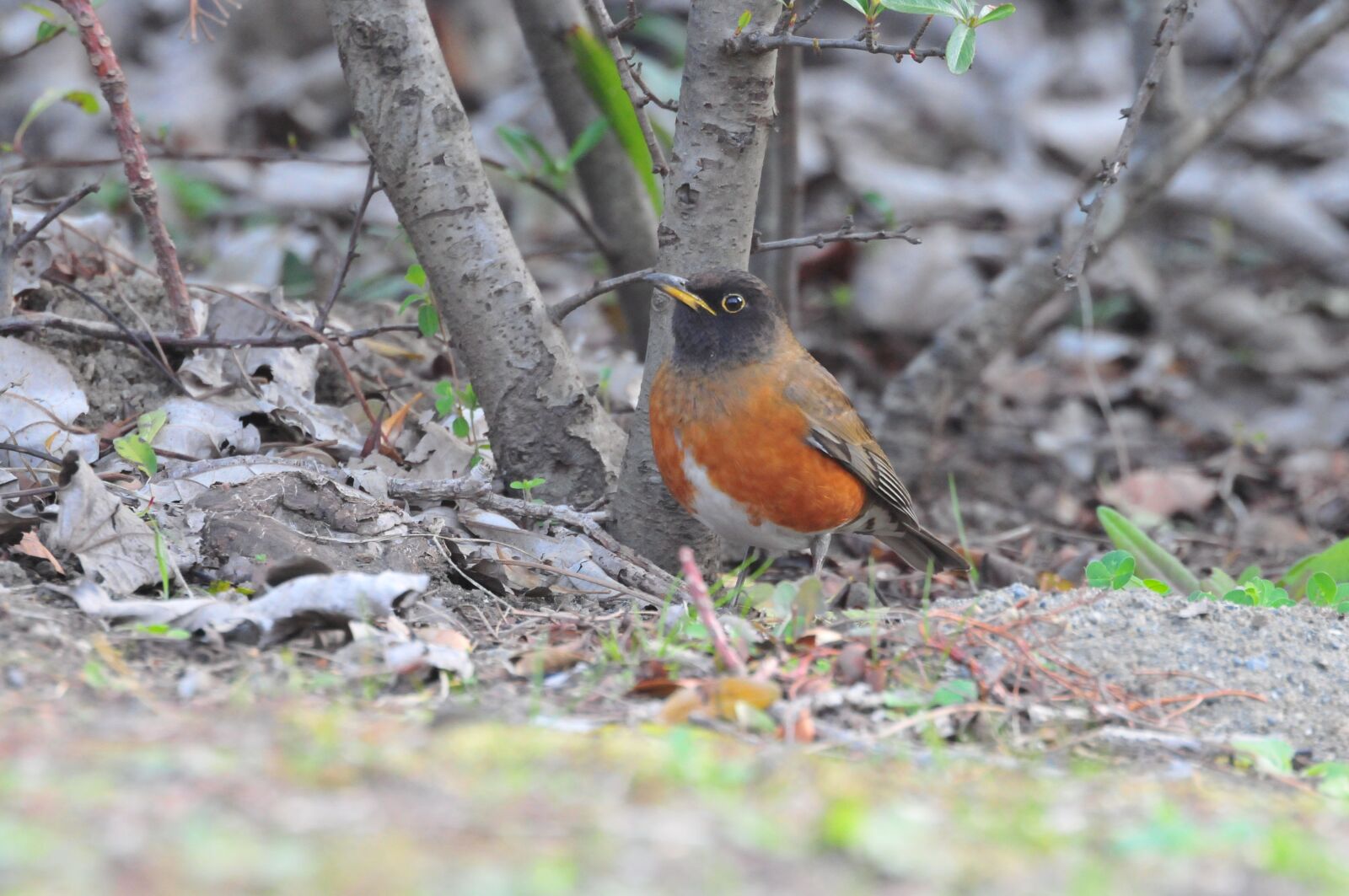 Nikon D300 sample photo. Natural, wild animals, bird photography