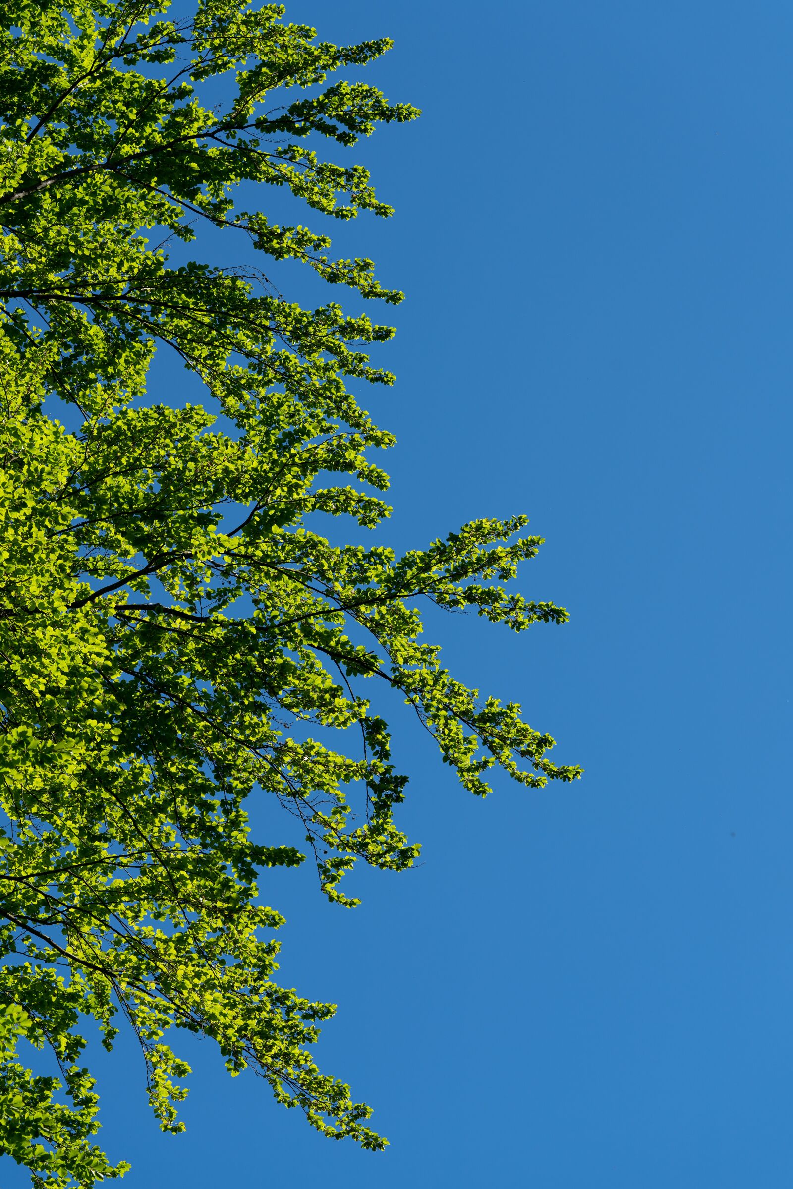 Sony a7R II + Sony FE 90mm F2.8 Macro G OSS sample photo. Leaf, foliage, leaves photography