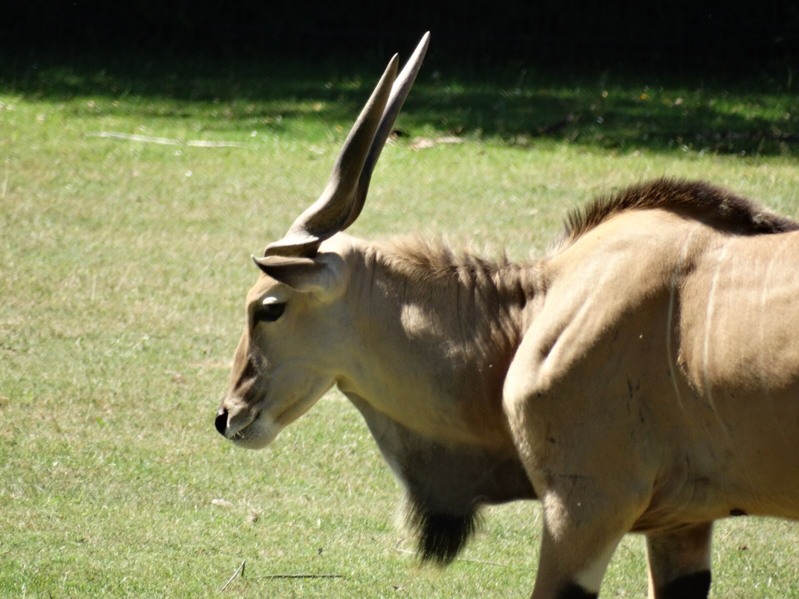 Sony Cyber-shot DSC-HX300 sample photo. Common eland, eland antelope photography