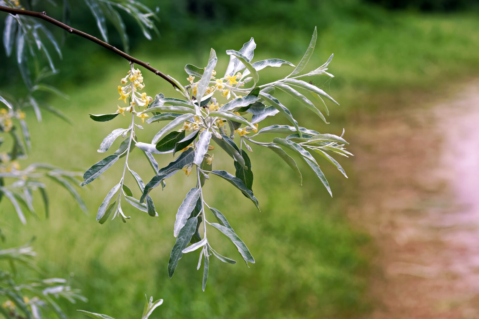Nikon D5300 sample photo. Flowers, tei, leaves photography