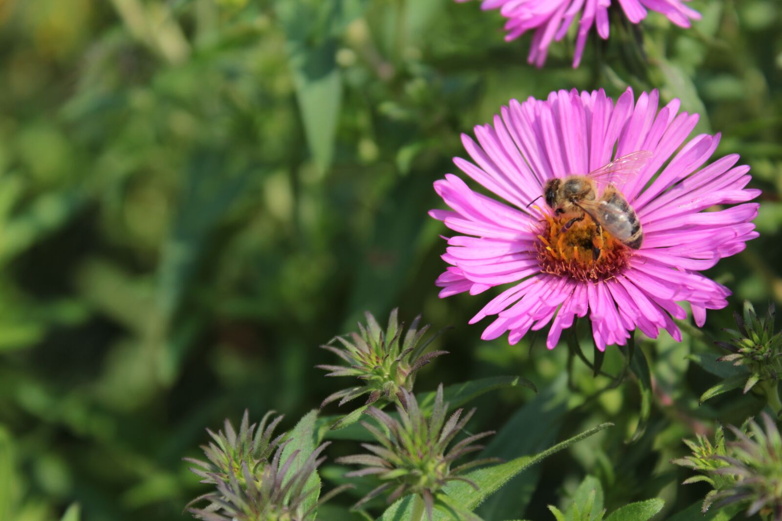 Canon EOS 1300D (EOS Rebel T6 / EOS Kiss X80) sample photo. Pink, pink flowers, flowers photography