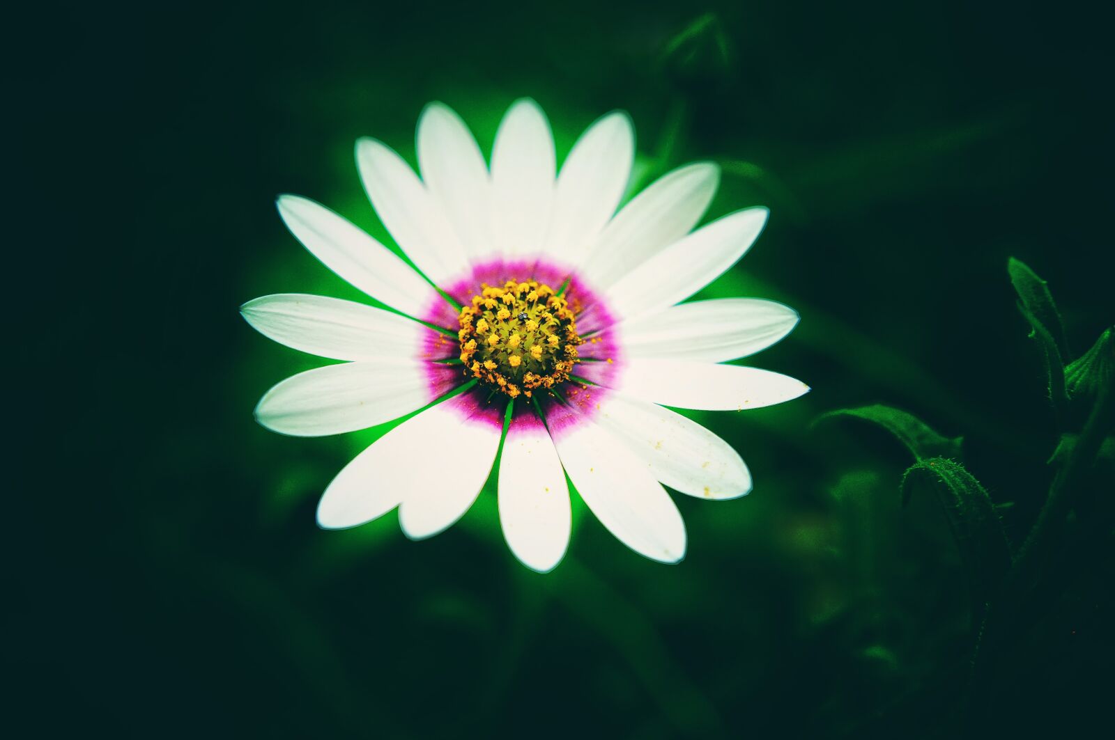 Fujifilm FinePix X100 sample photo. Beautiful, bloom, blooming photography