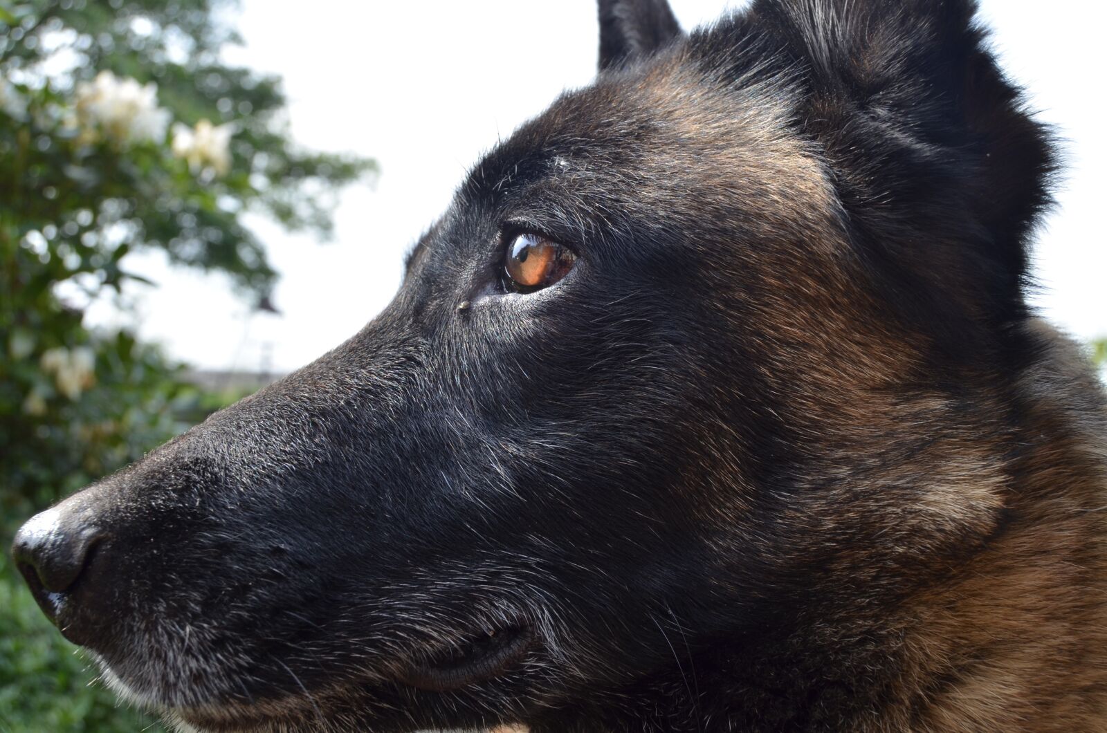 Nikon D5100 sample photo. Shepherd dog, belgian malinois photography