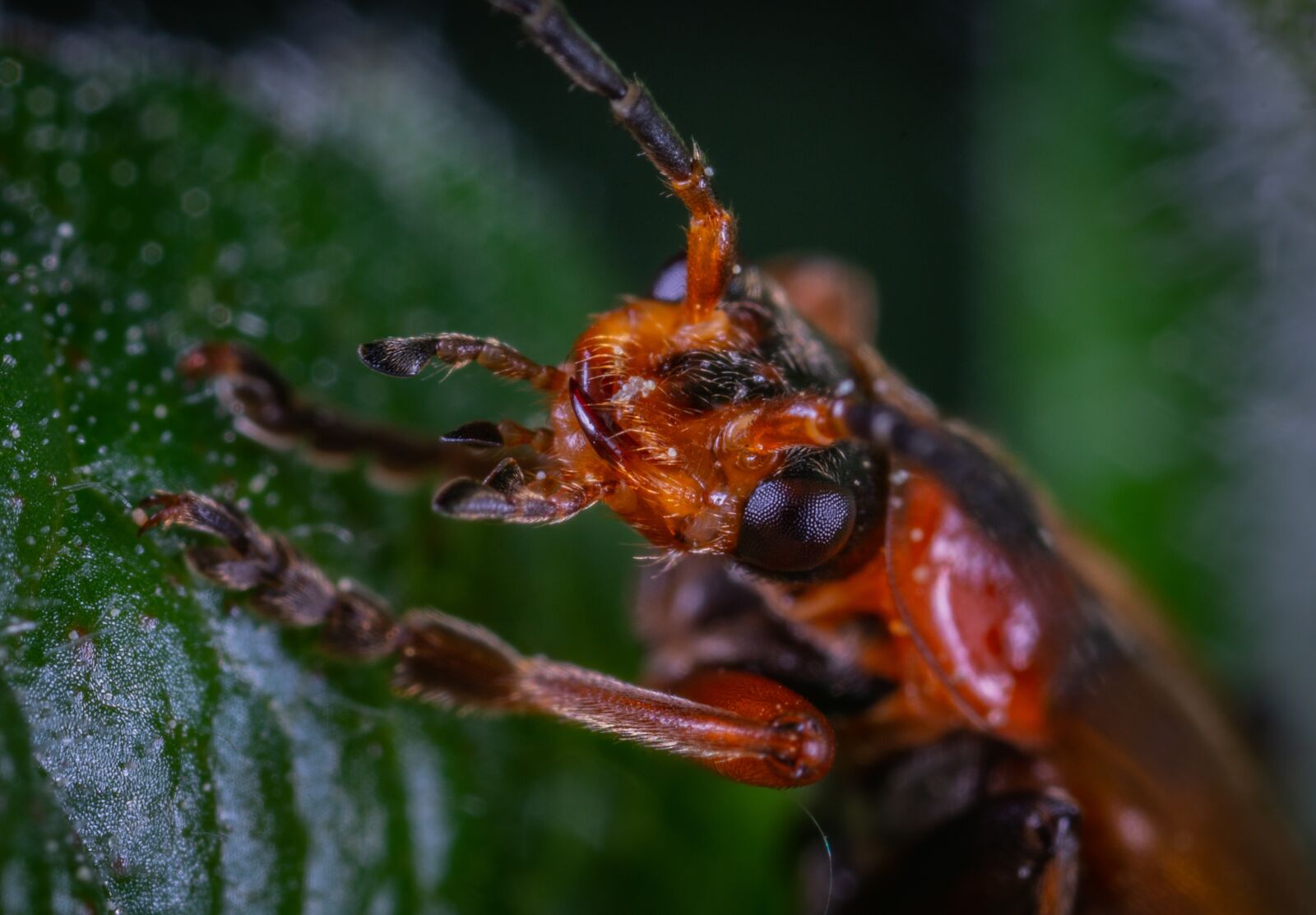 Sony a7R II sample photo. Macro, beetle, insect photography