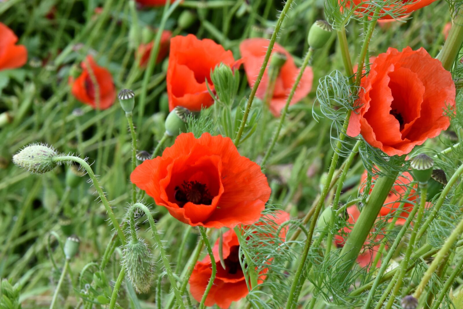 Nikon D7200 sample photo. Poppies, red, nature photography