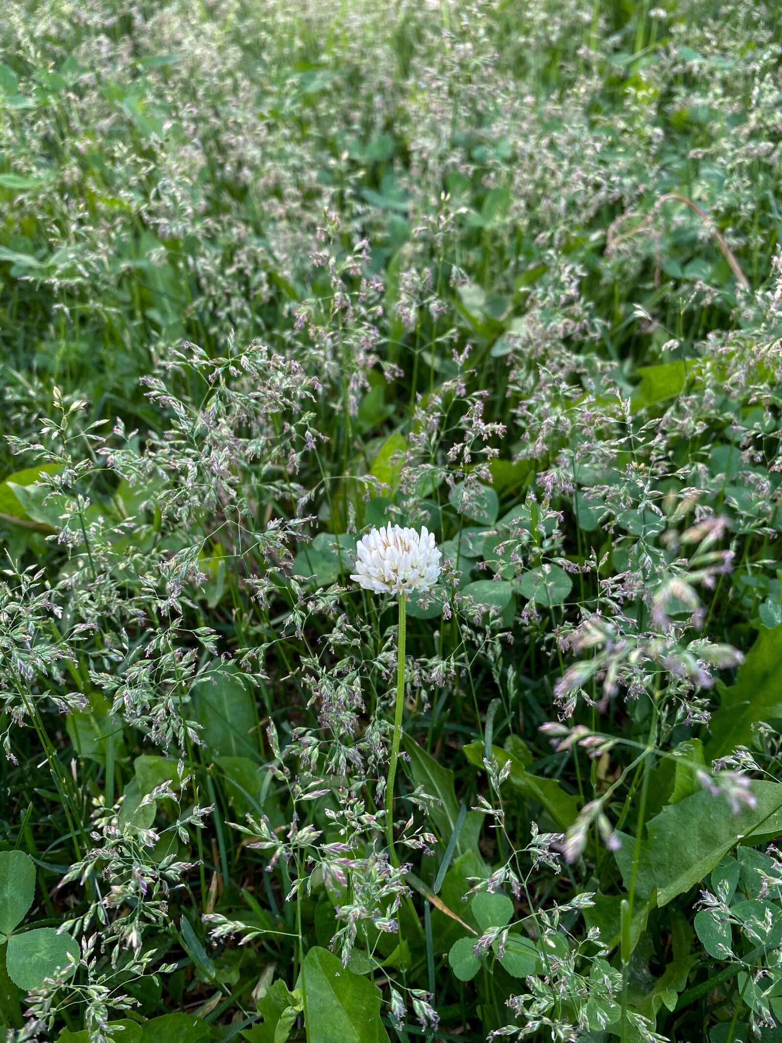 Apple iPhone 11 Pro sample photo. Clover, white, meadow photography