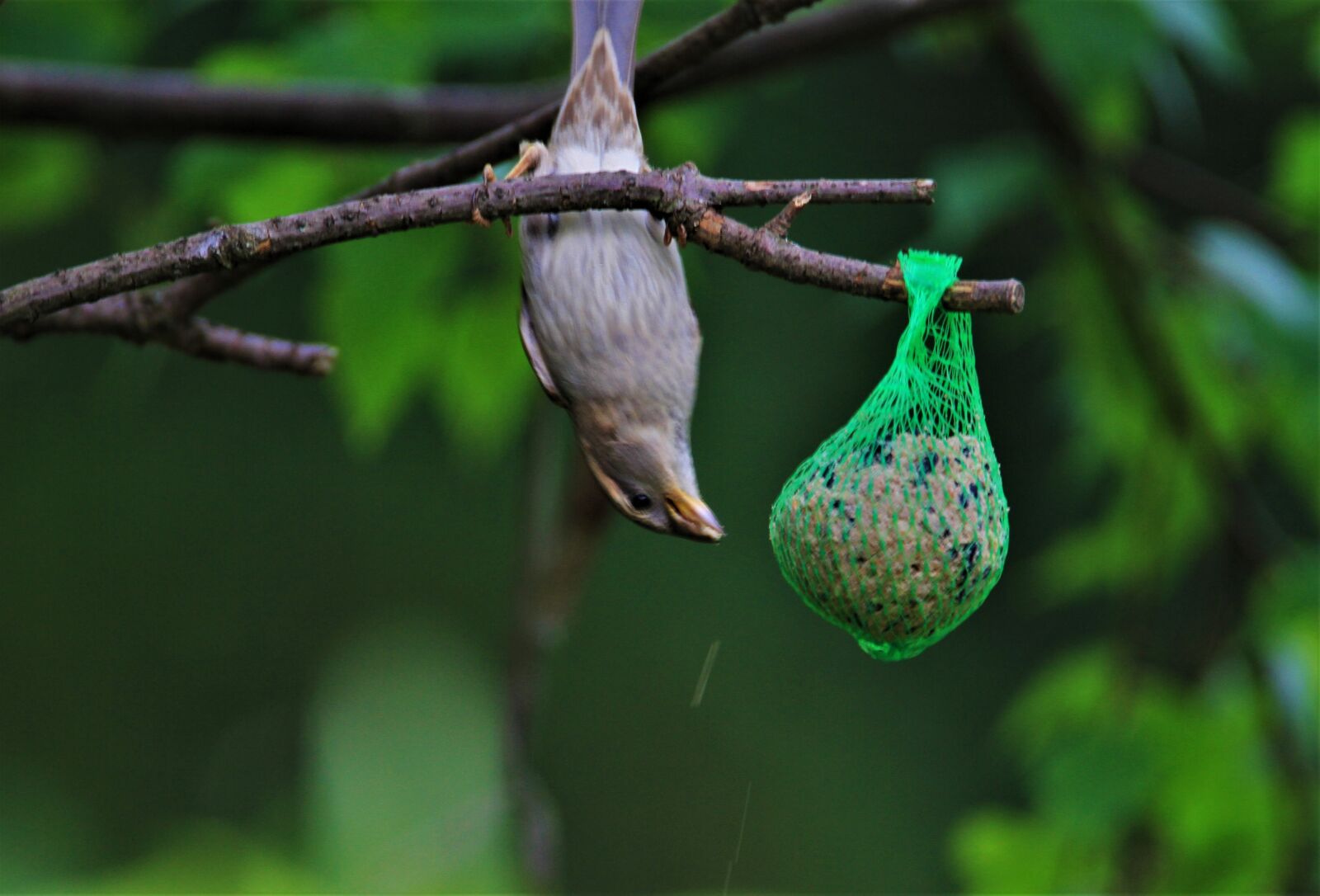 Tamron SP 150-600mm F5-6.3 Di VC USD sample photo. Sparrow, songbird, bird photography