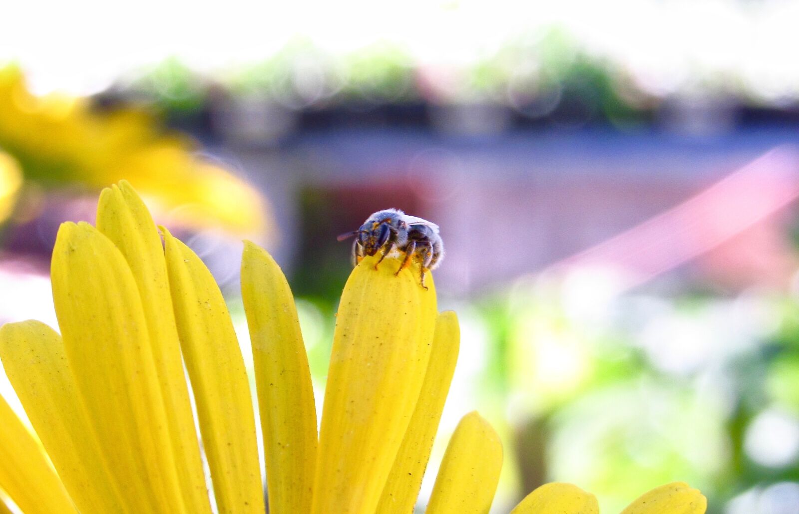 Canon PowerShot SX520 HS sample photo. Macro, insect, yellow photography