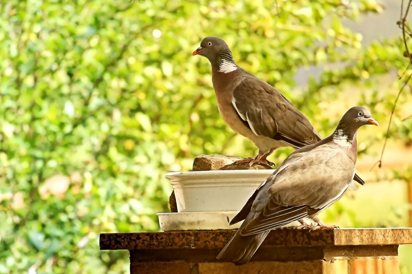 Canon EF-S 55-250mm F4-5.6 IS STM sample photo. Pigeons, birds, evening sun photography