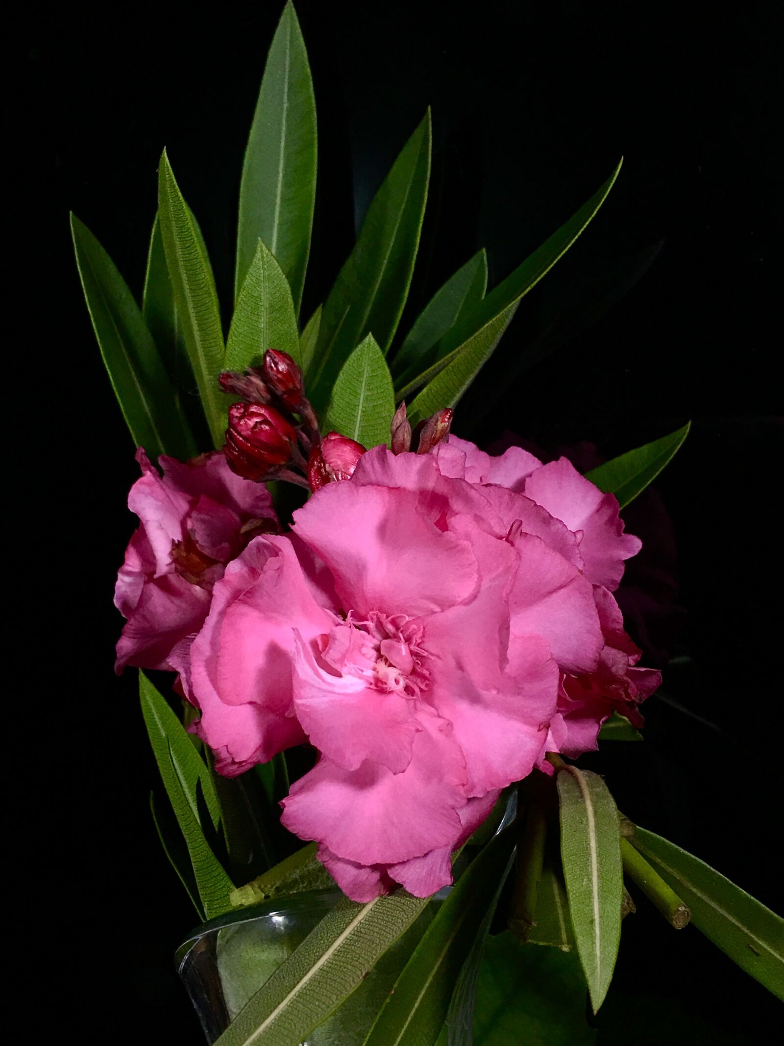 iPhone 6s Plus back camera 4.15mm f/2.2 sample photo. Pink flower, pink petals photography