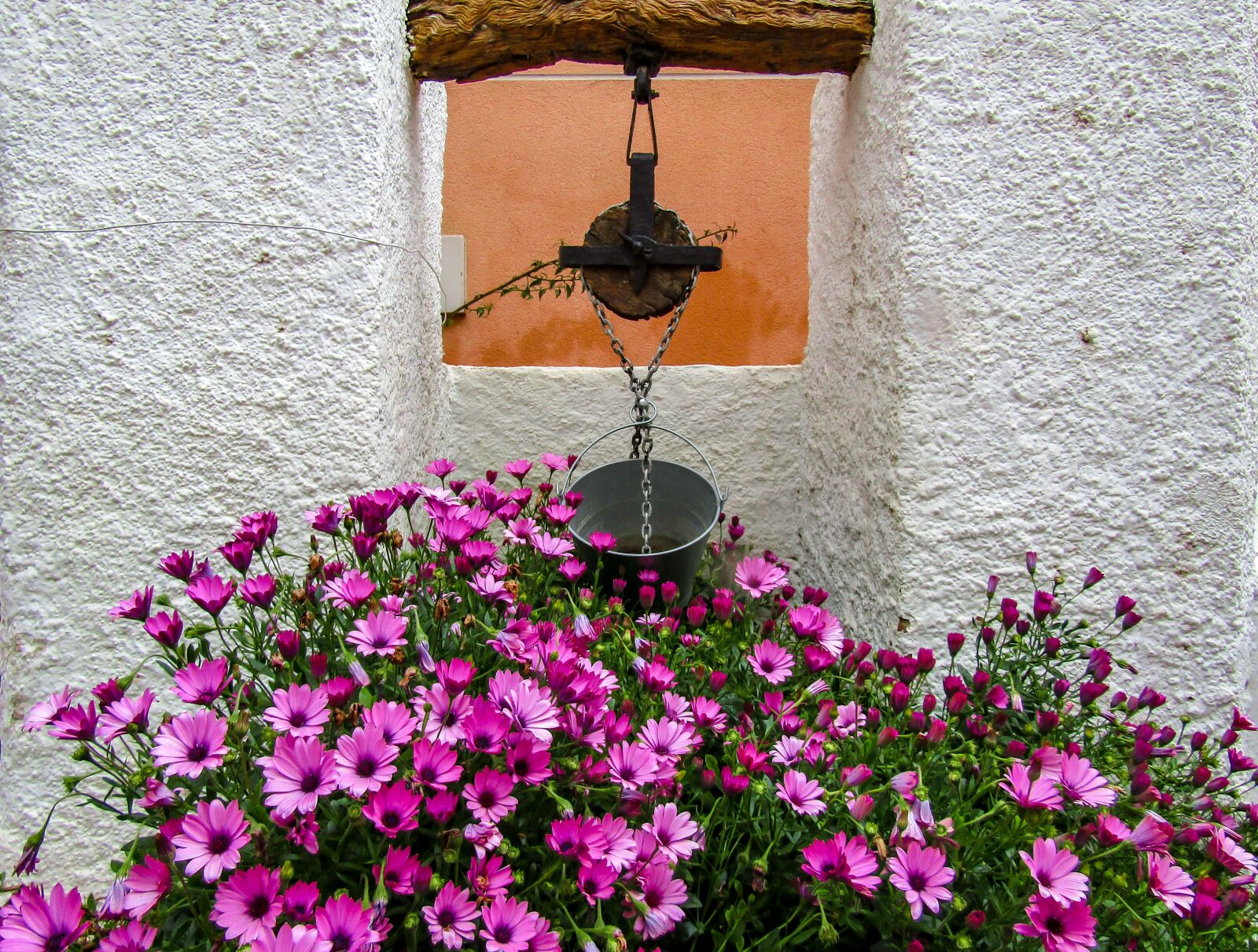 Canon PowerShot SX410 IS sample photo. Flower, well, nature photography
