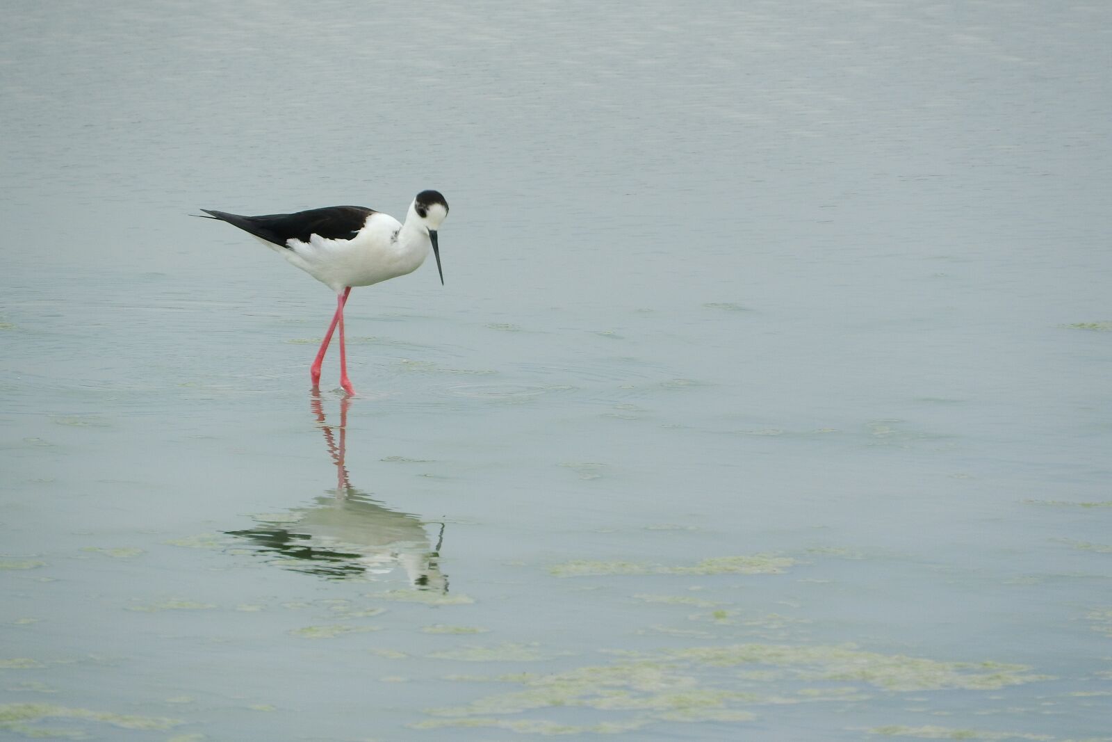 Nikon Coolpix P610 sample photo. Pisila stilt, himantopus himantopus photography