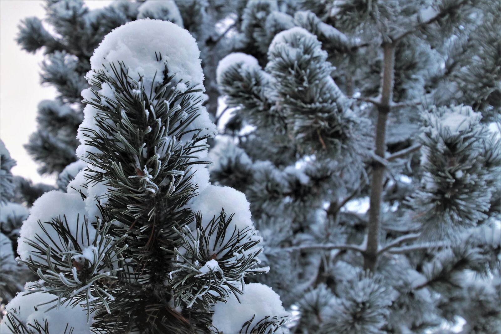 Canon EOS 80D sample photo. Christmas tree, coniferous, frost photography