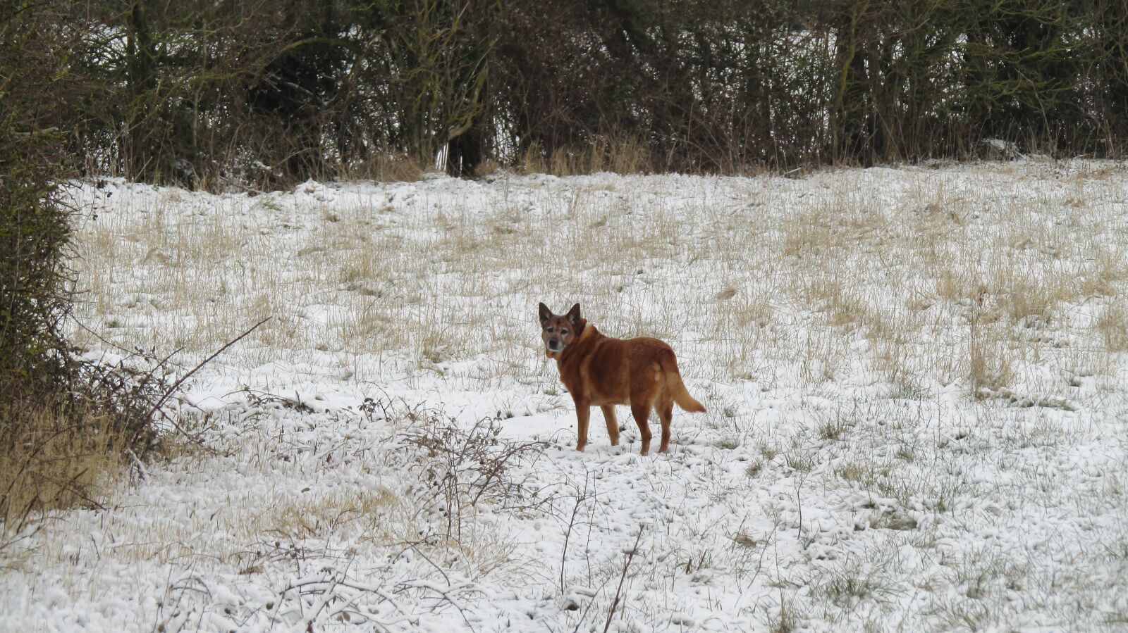 Canon PowerShot SX410 IS sample photo. Dog, winter, snow photography
