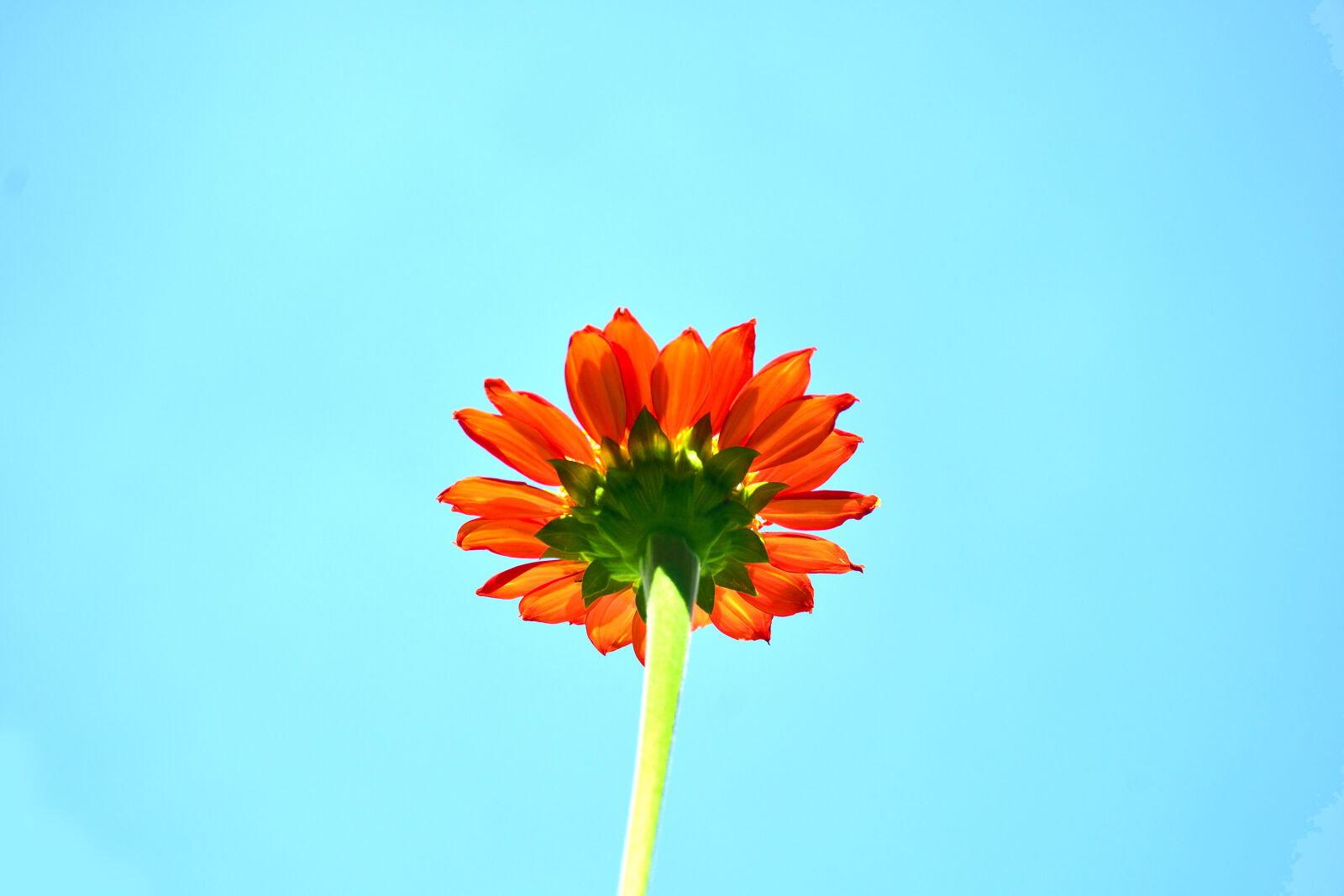 Nikon D5300 sample photo. Wood, nature, sky, flowers photography