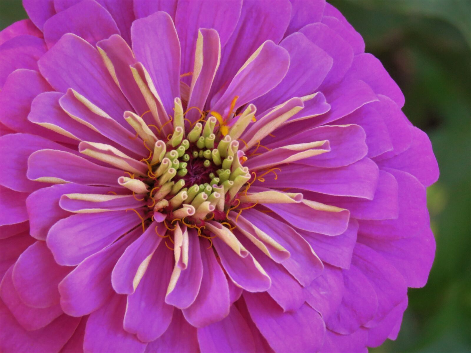 Canon PowerShot SX60 HS sample photo. Flower, pink, up close photography
