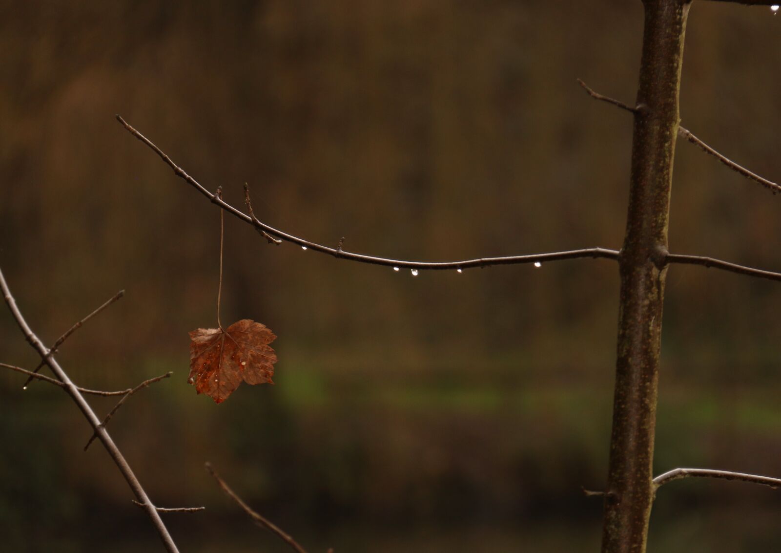 Canon EF-S 18-200mm F3.5-5.6 IS sample photo. Autumn, forest, pond photography