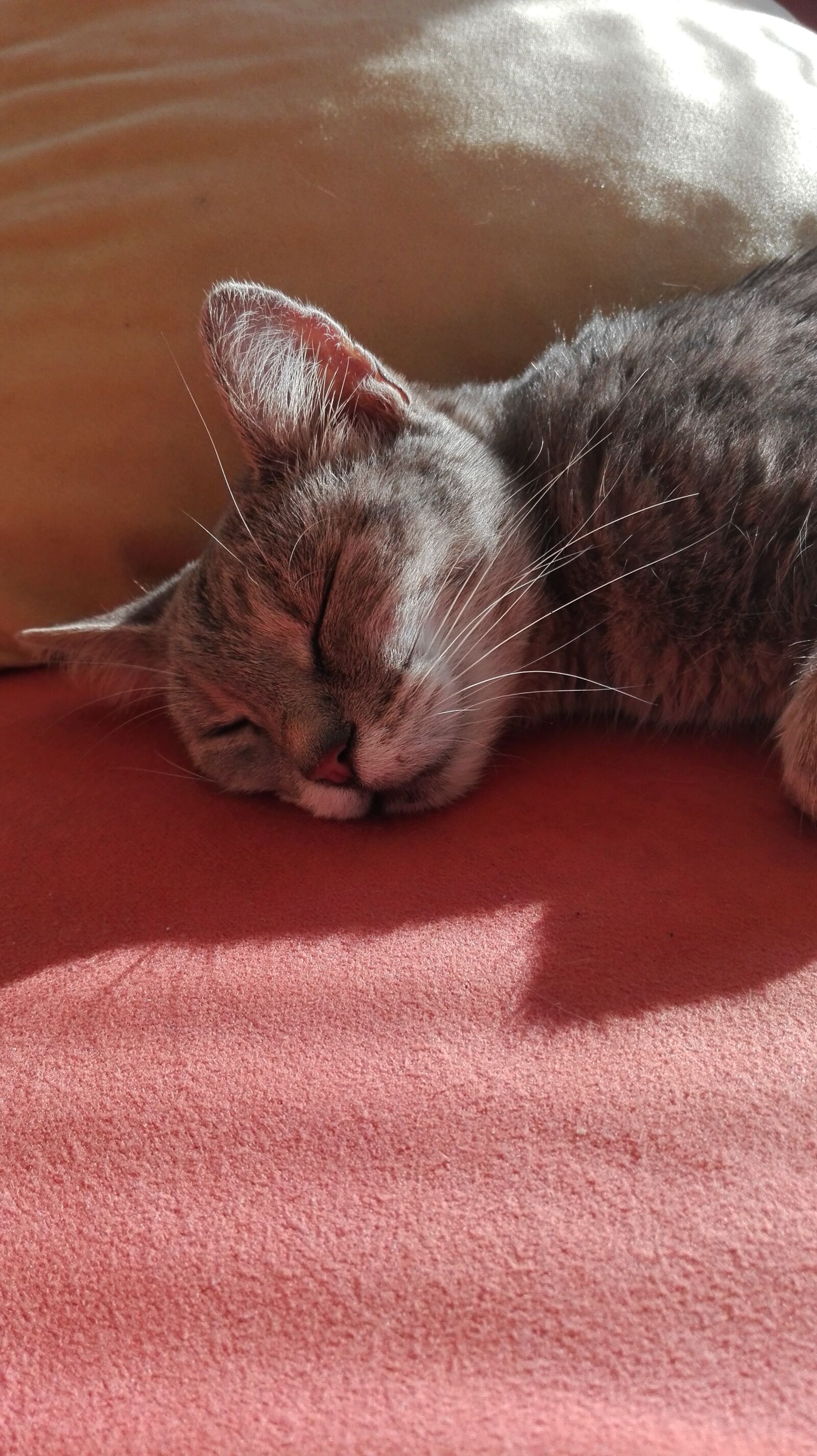 HUAWEI P8 Lite sample photo. Sleep, cat, sweet photography