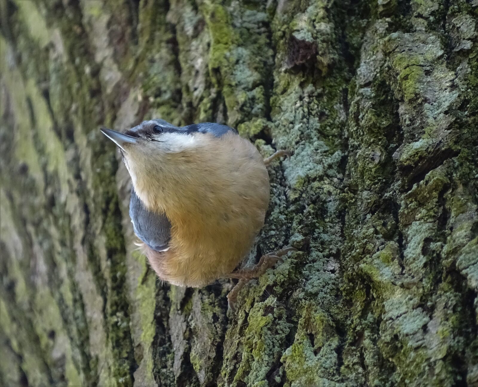Sony Cyber-shot DSC-HX400V sample photo. Bird, kleiber, macro photography