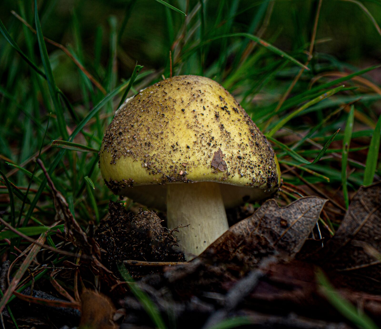 Sony Alpha NEX-7 + 28-70mm F3.5-5.6 OSS sample photo. Fungi, mushroom, fungus photography