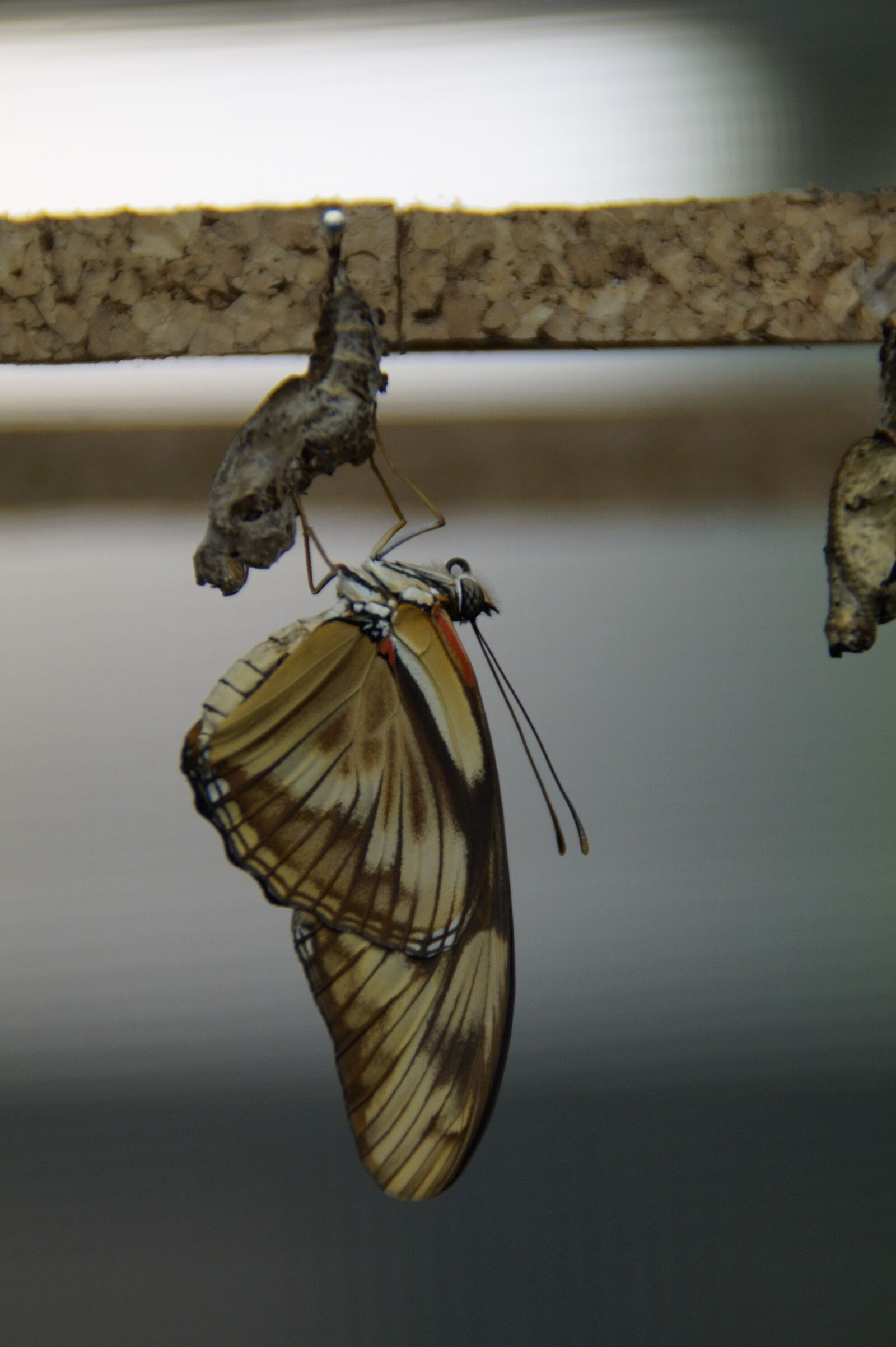Sony SLT-A58 sample photo. Butterfly, edelfalter, hatch photography