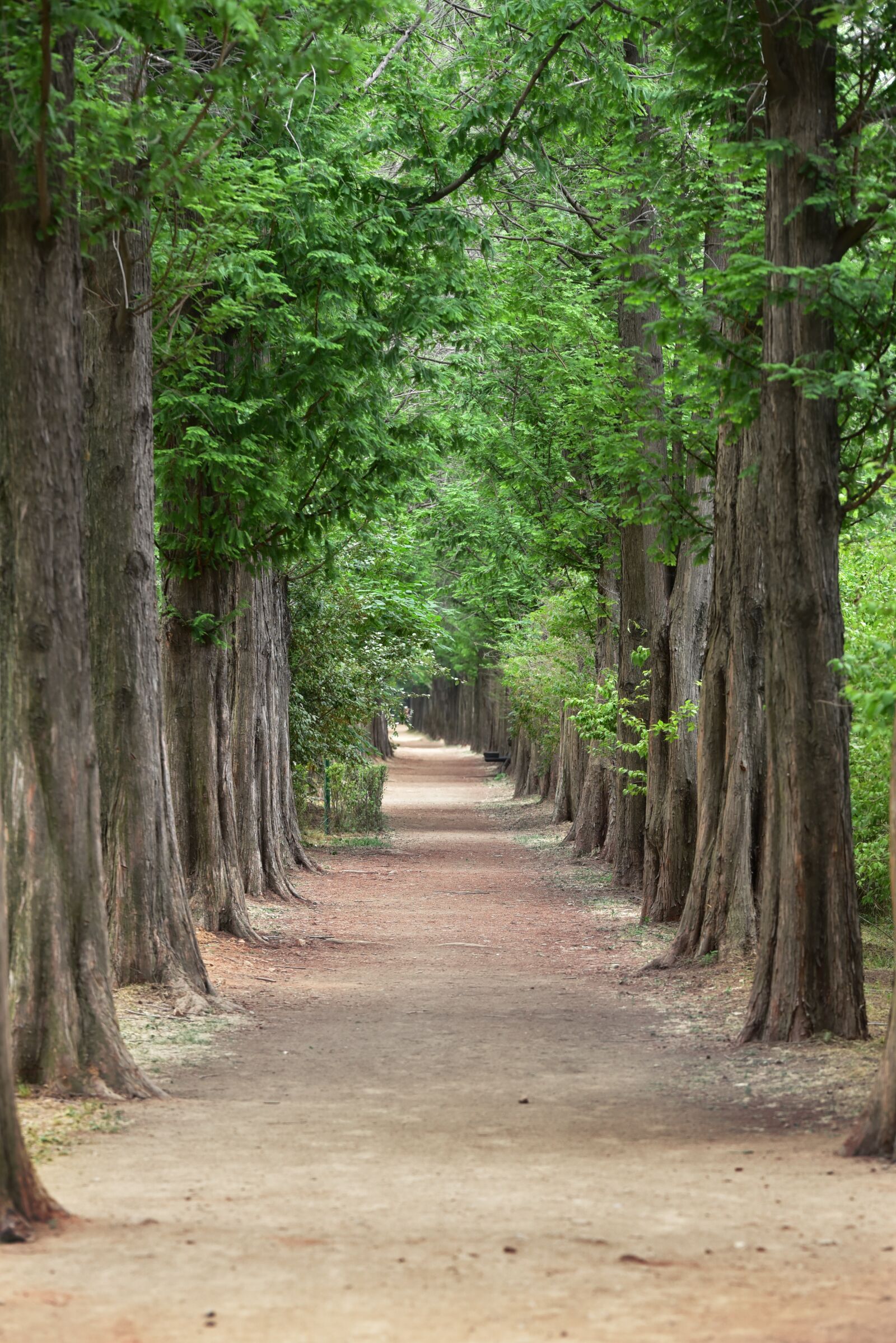 Nikon D750 sample photo. Metasequoia, meta sequoia, meta photography