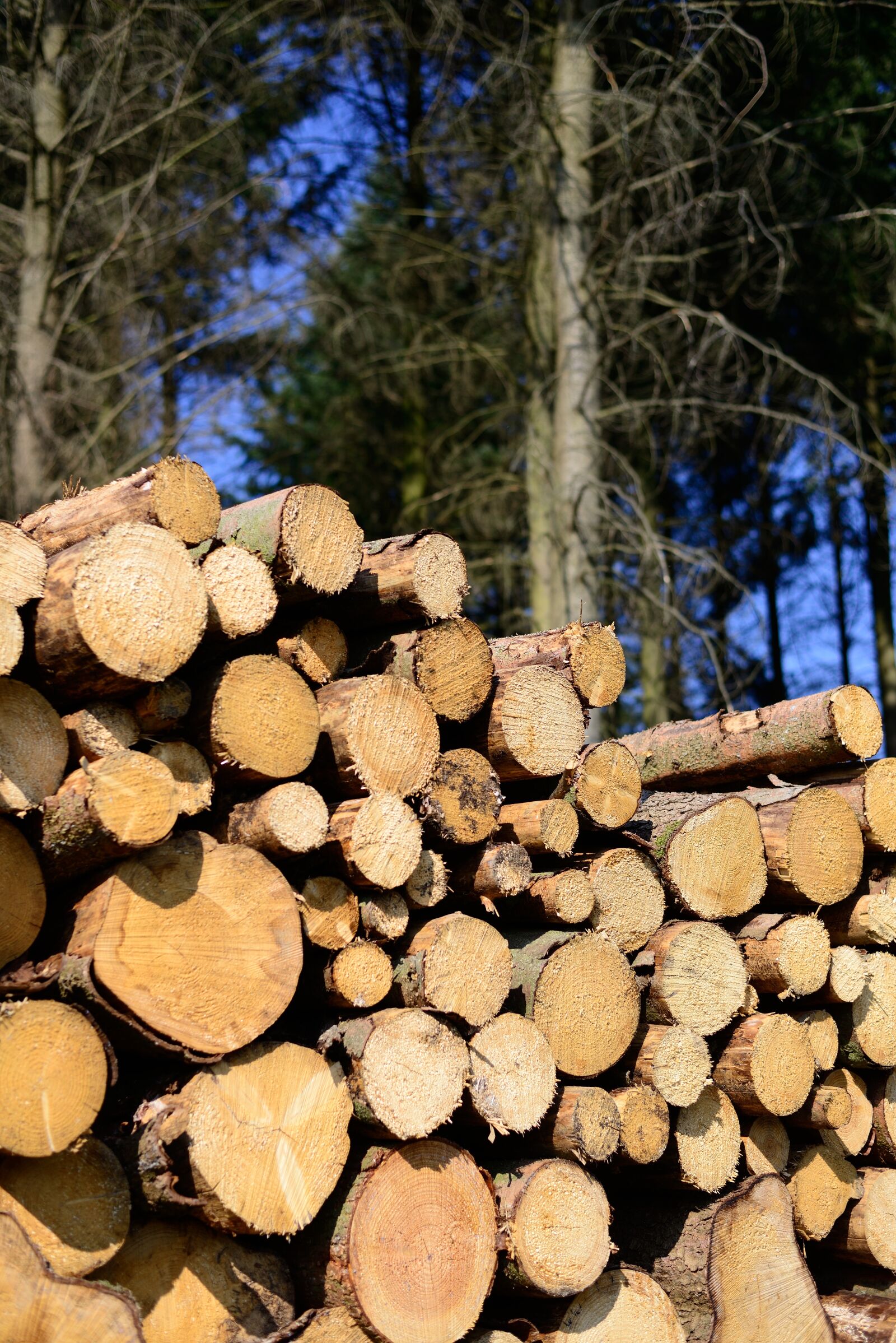 Nikon D610 sample photo. Wood, forest, waldsterben photography