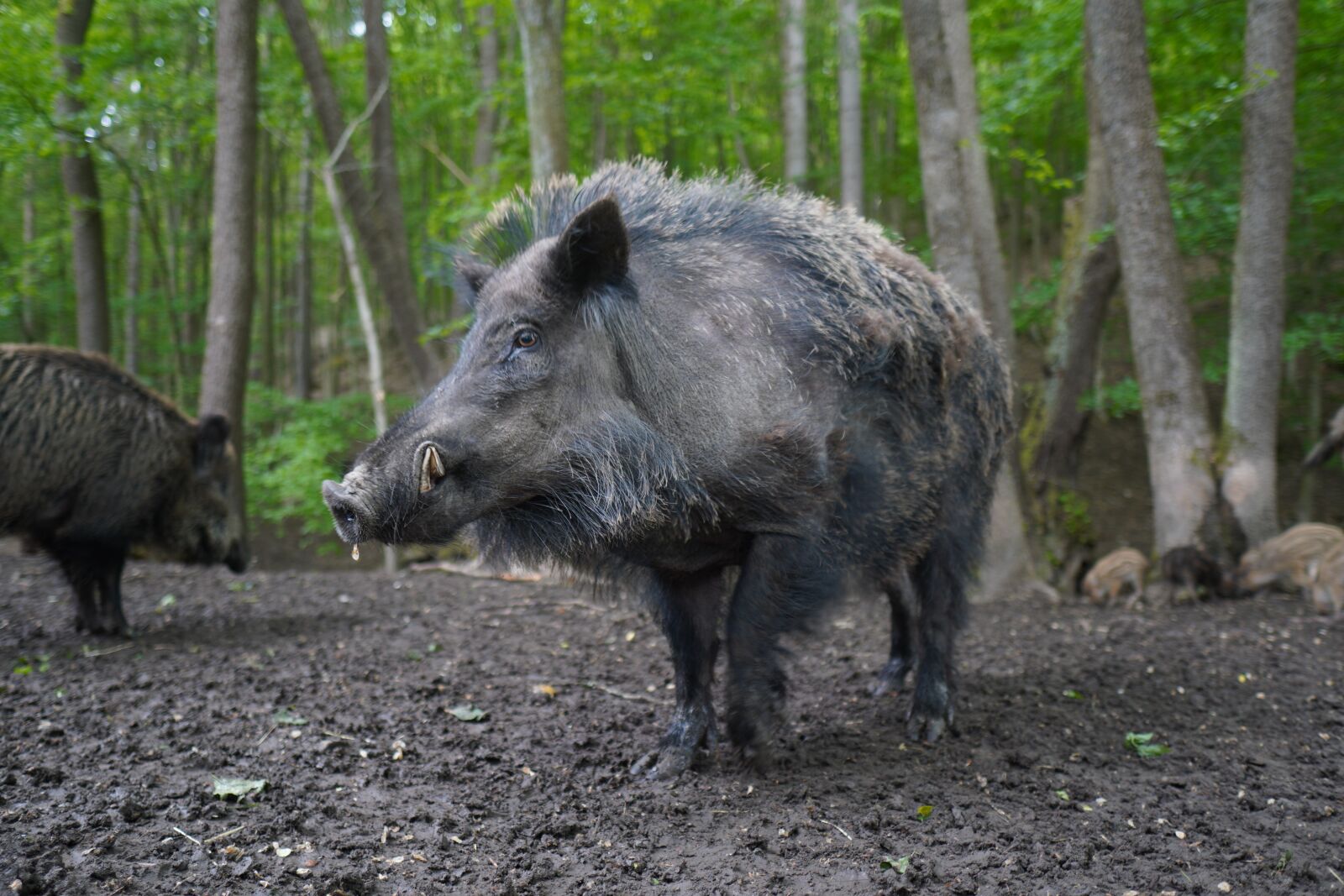 Sony a6400 + Sigma 16mm F1.4 DC DN | C sample photo. Wild boar, pig, sows photography
